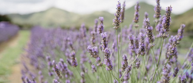 Mt Holdsworth Lavender & Flower Farm