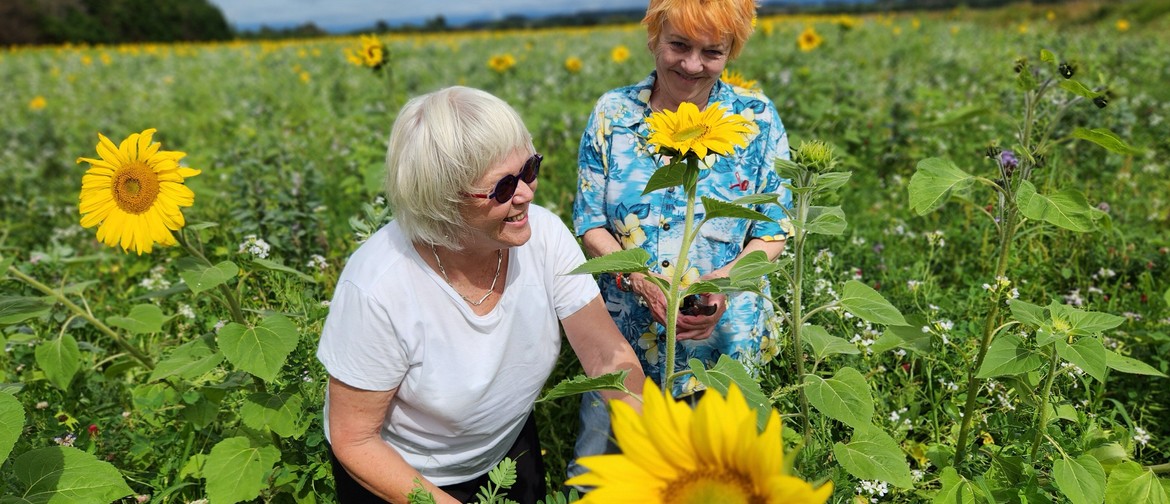 Ruamāhanga Sunflower Fest