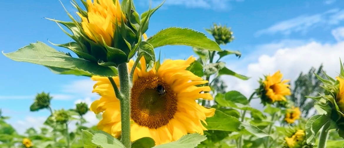 Sunflower Sundowner Fundraiser