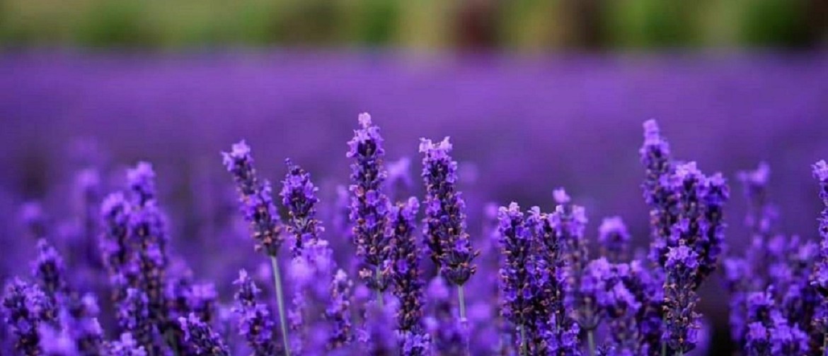 Martinborough Lavender Picking
