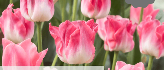 Longbush Cottage Tulip Festival