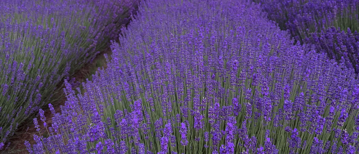 Pick Your Own Lavender At Lavender Abbey
