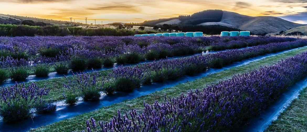 Martinborough Sunset Lavender Picking