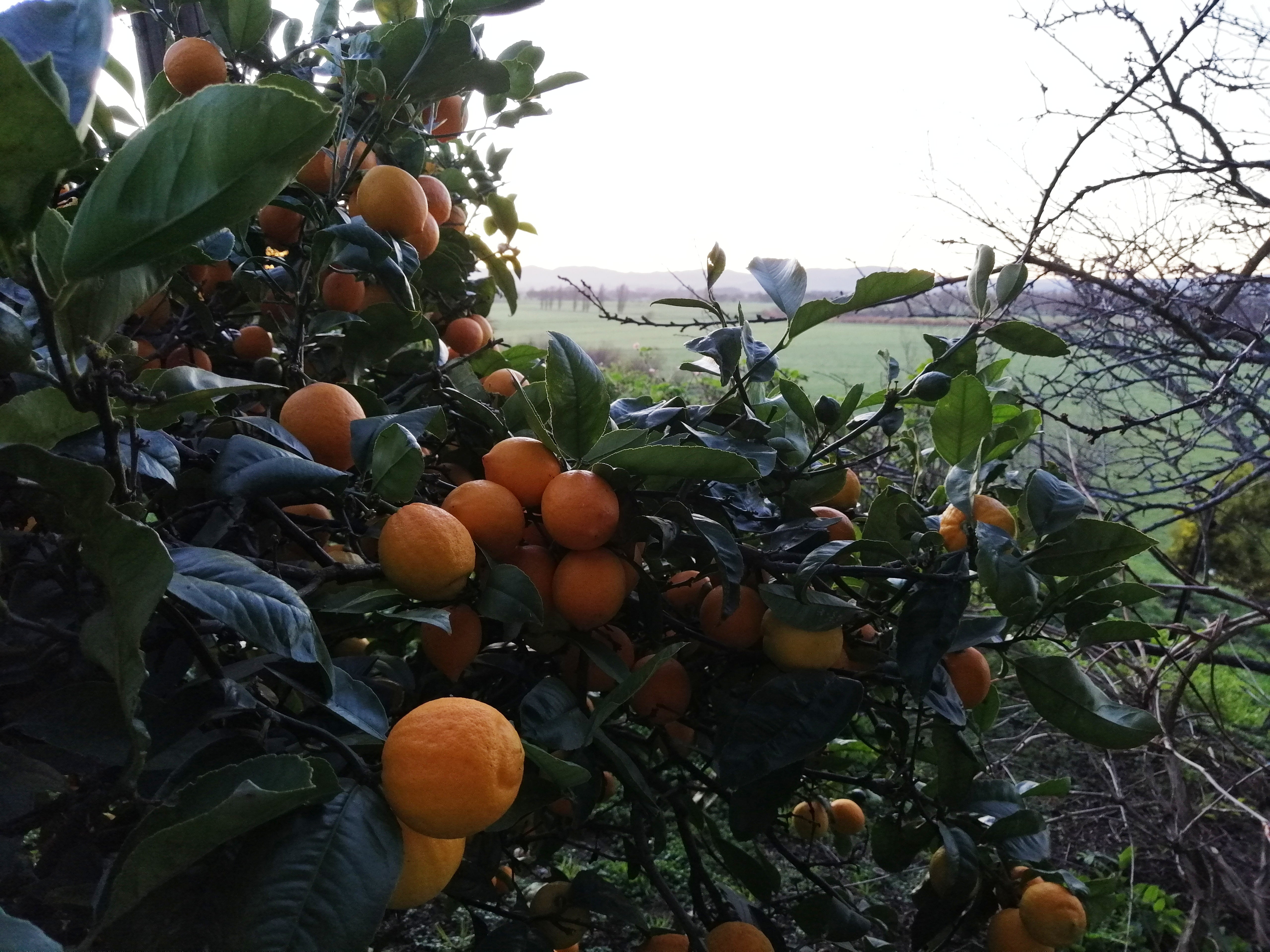 Lemons on a tree