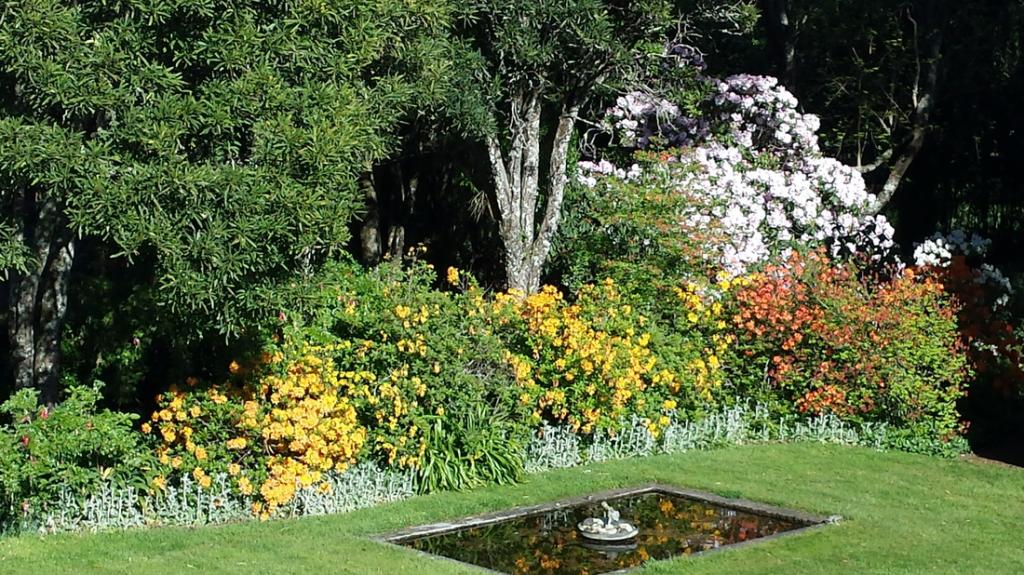 Azaleas in Spring