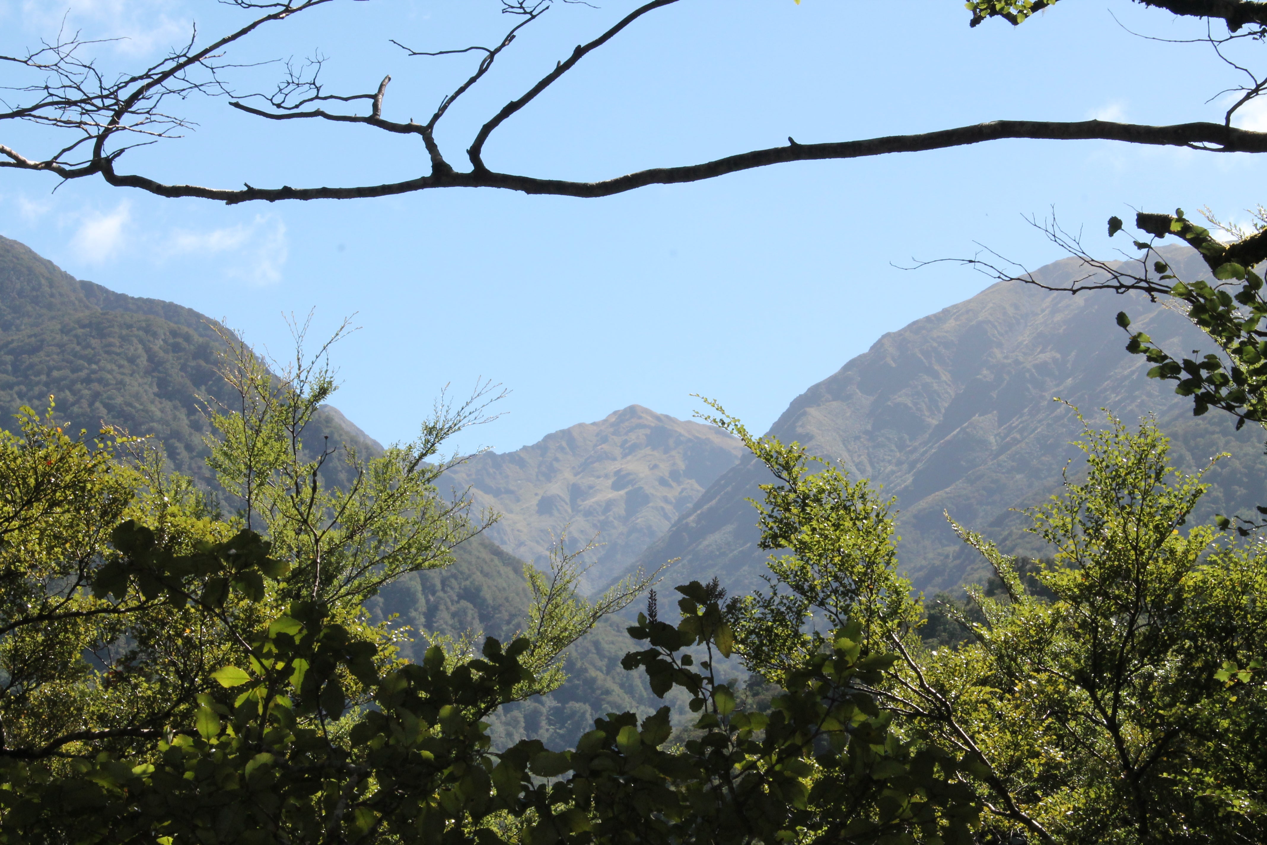 View through trees to mountain peaks 