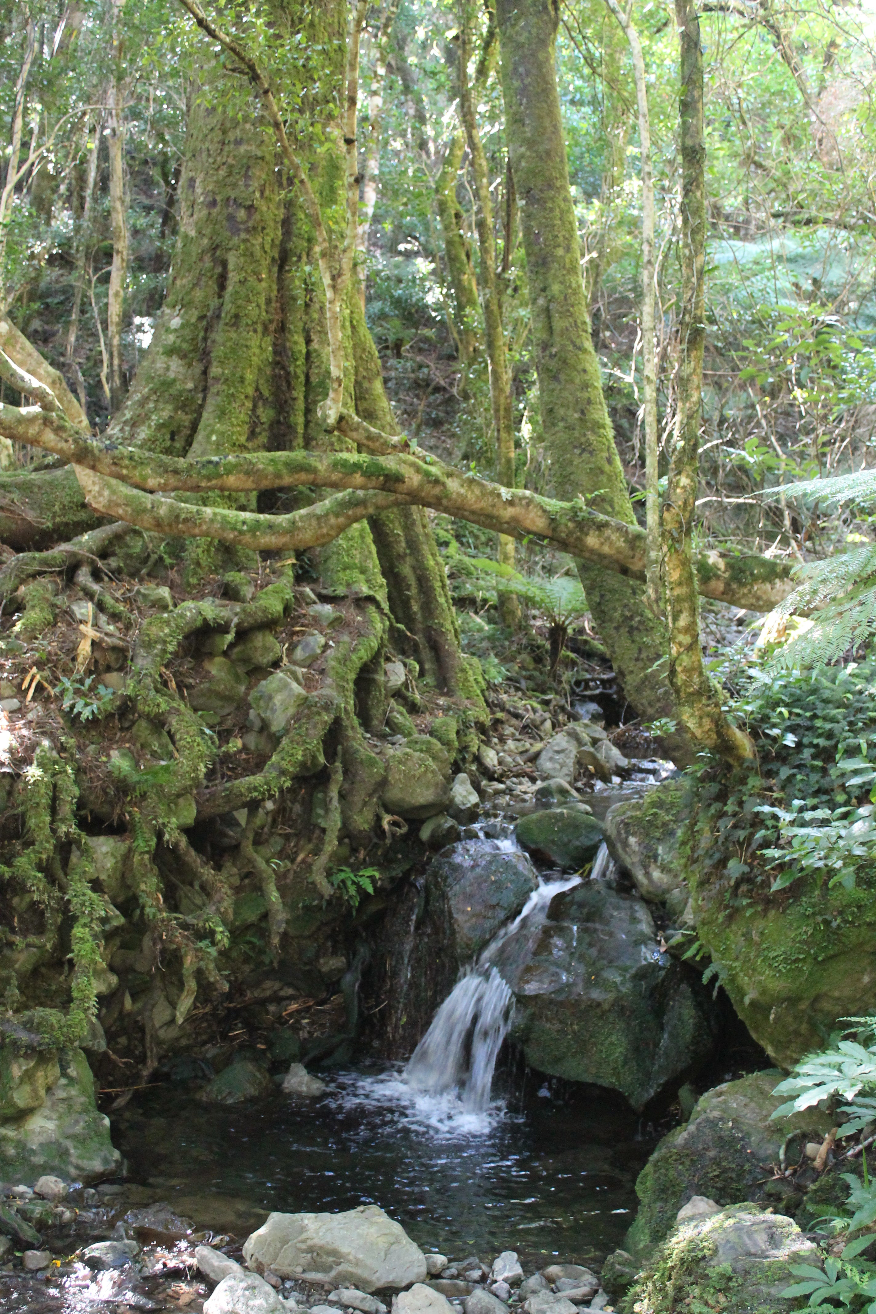 A tiny waterfall 