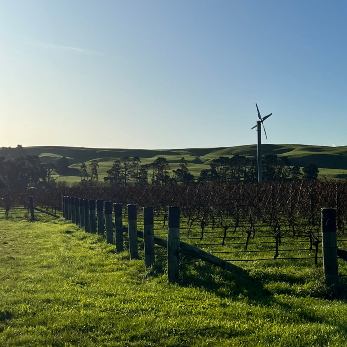 View over winter vines 