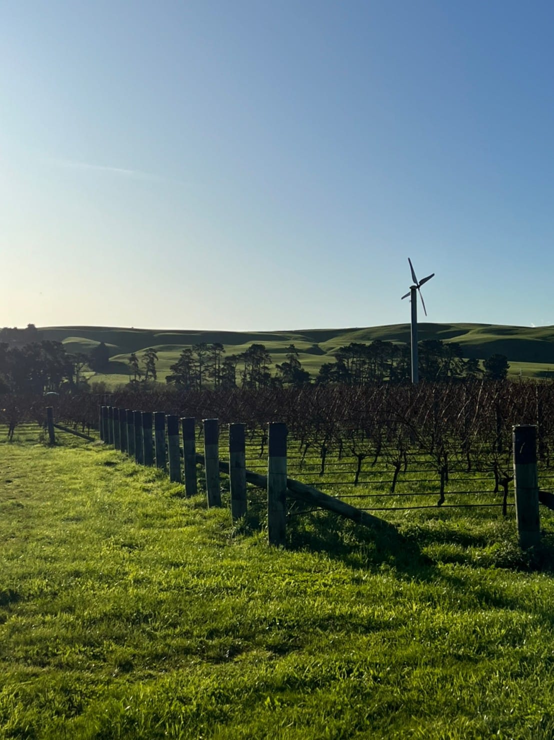 View over winter vines 