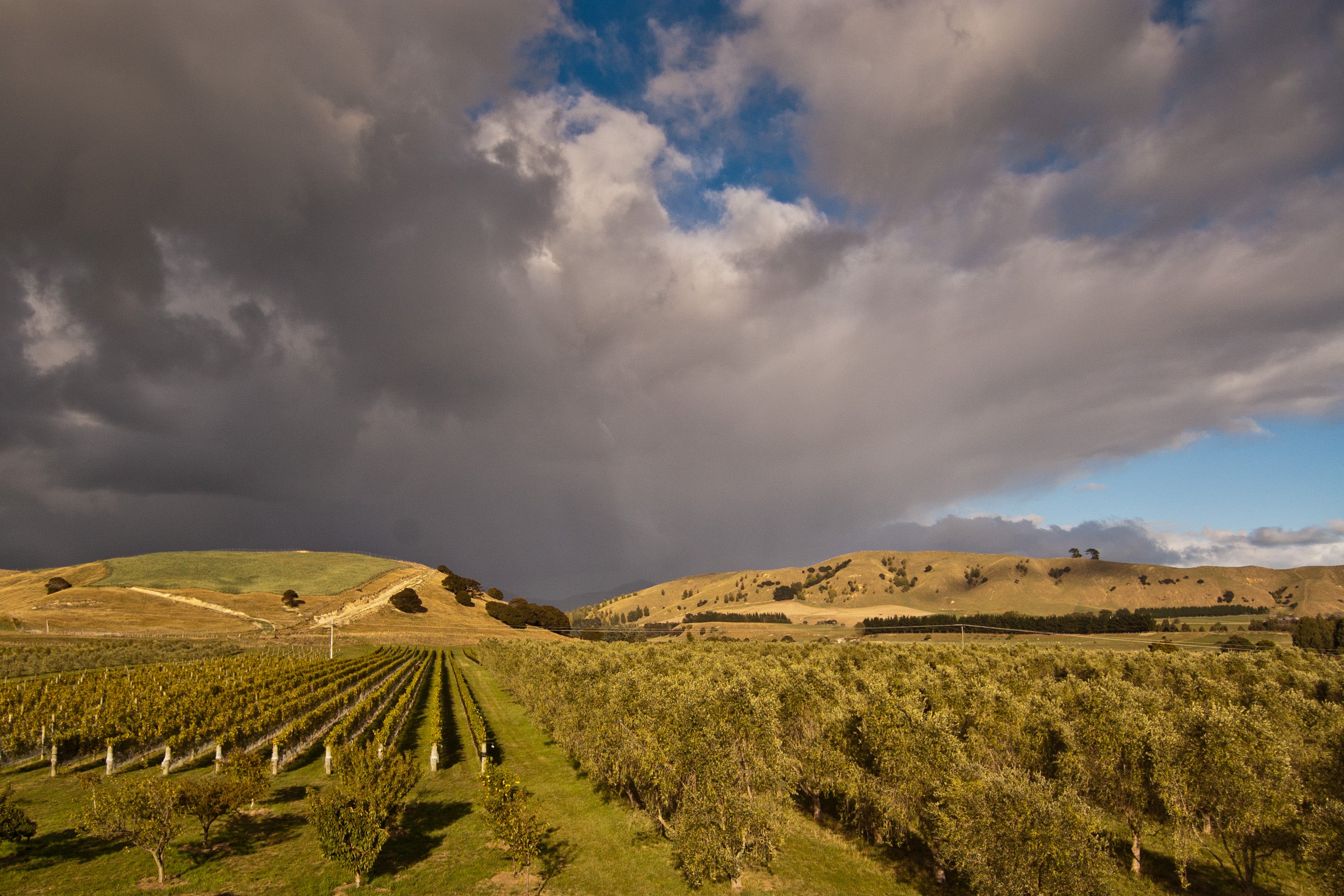 Blue Earth Estate olive grove and vineyard,