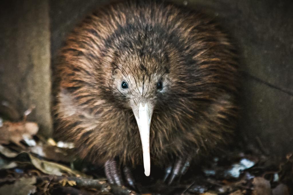 Bob the kiwi