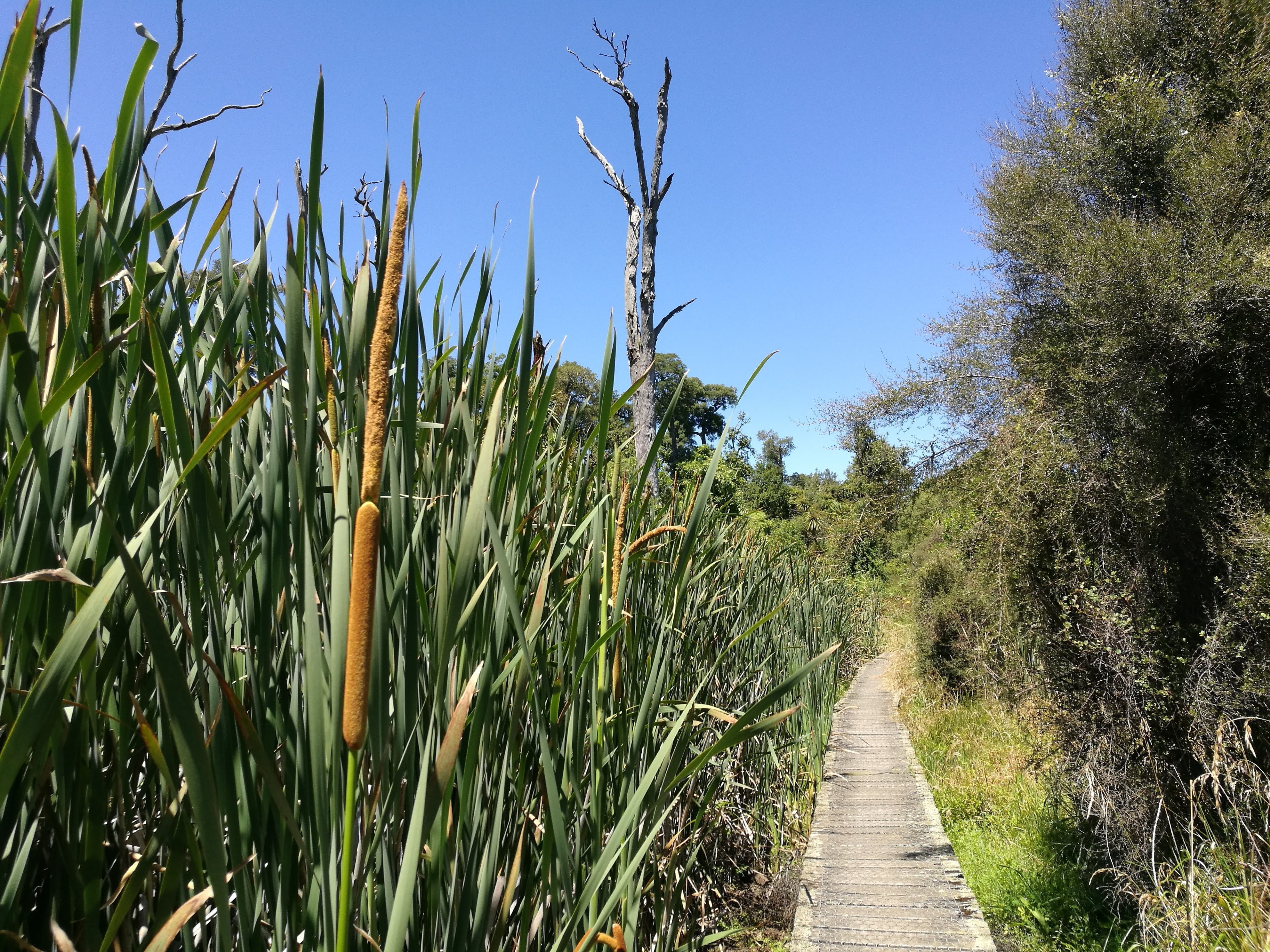 Boardwalk through swamp 