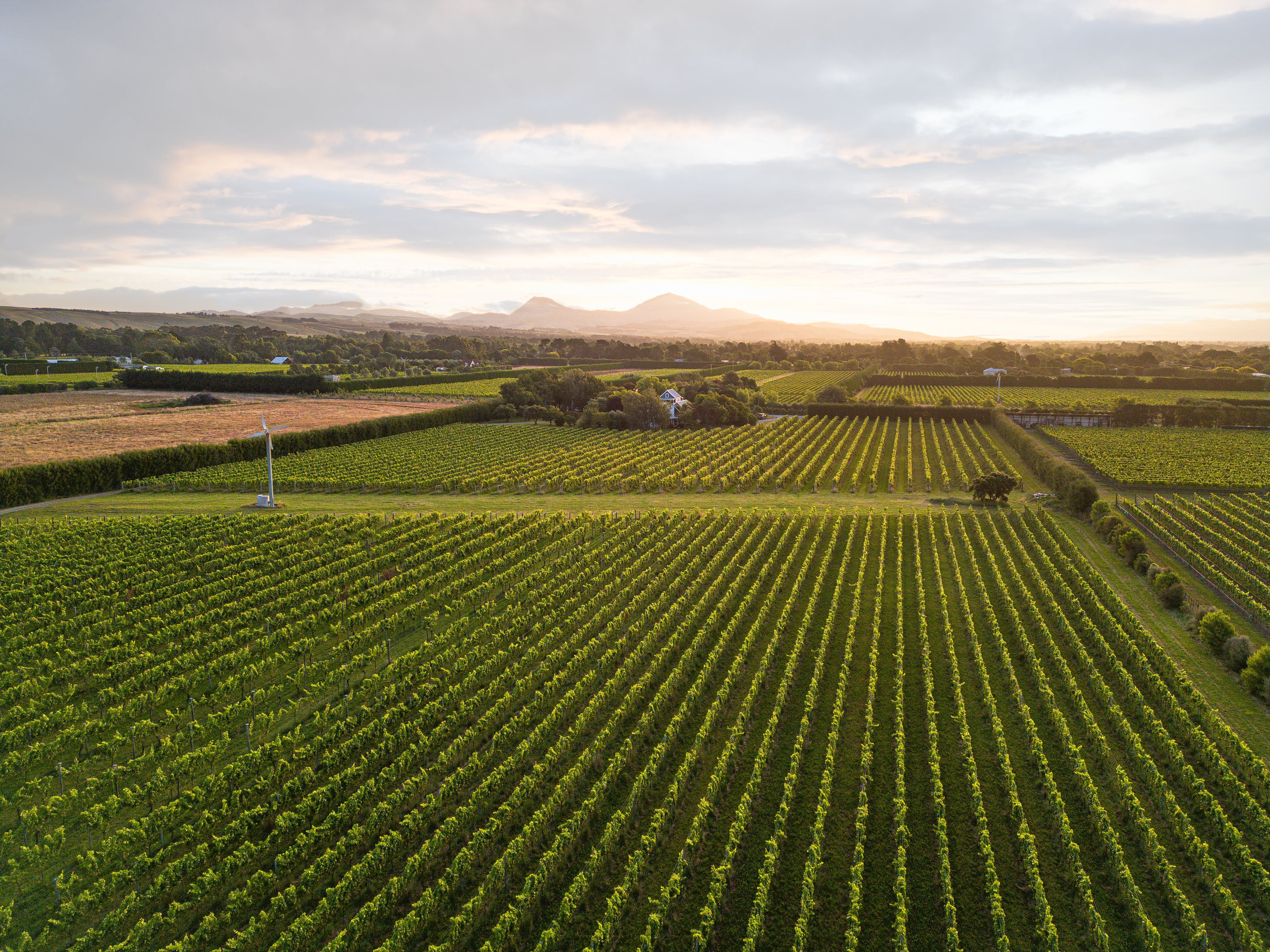 Looking down over the grapevines 