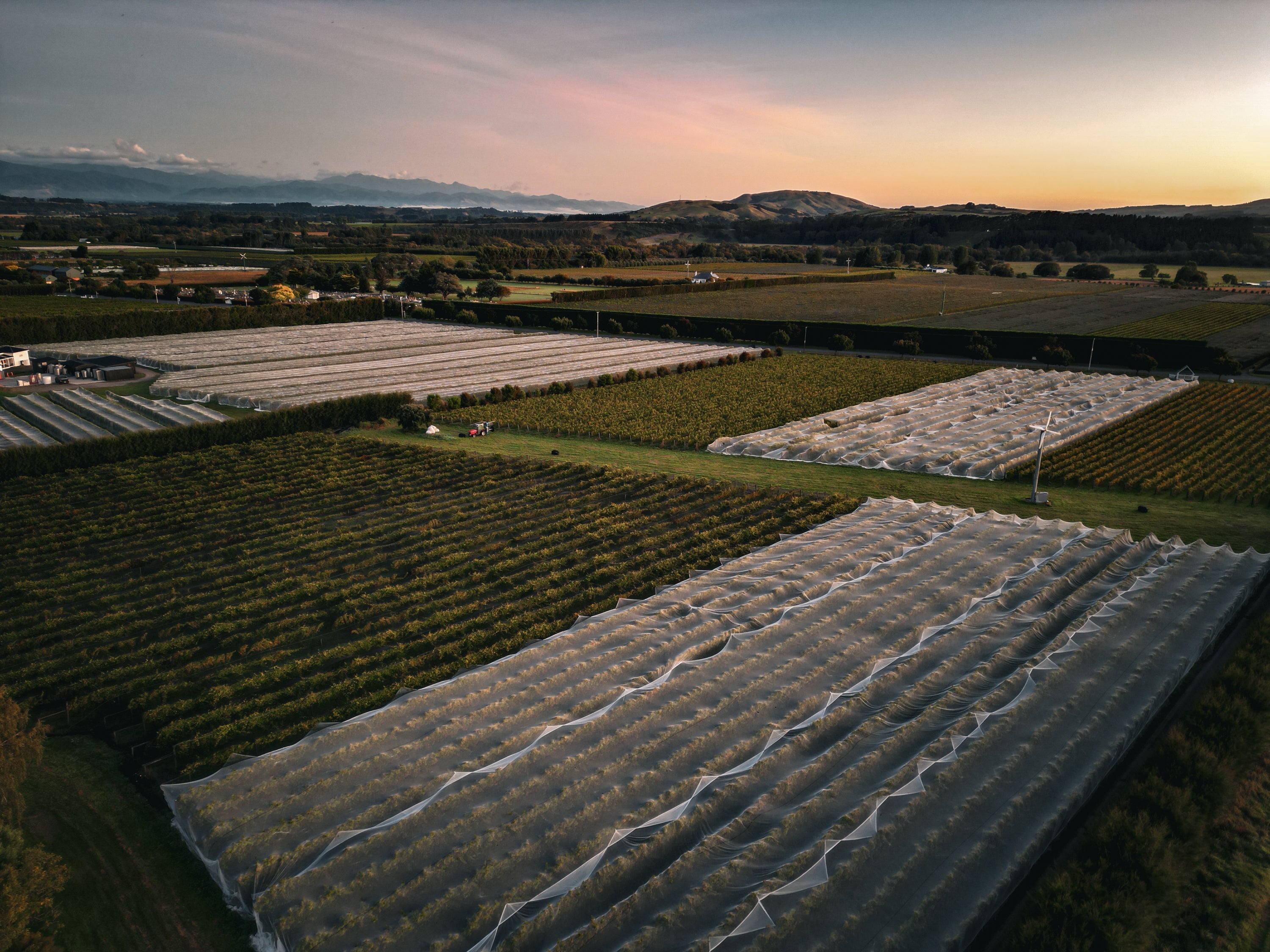 Aerial view of nets over the grapevines 