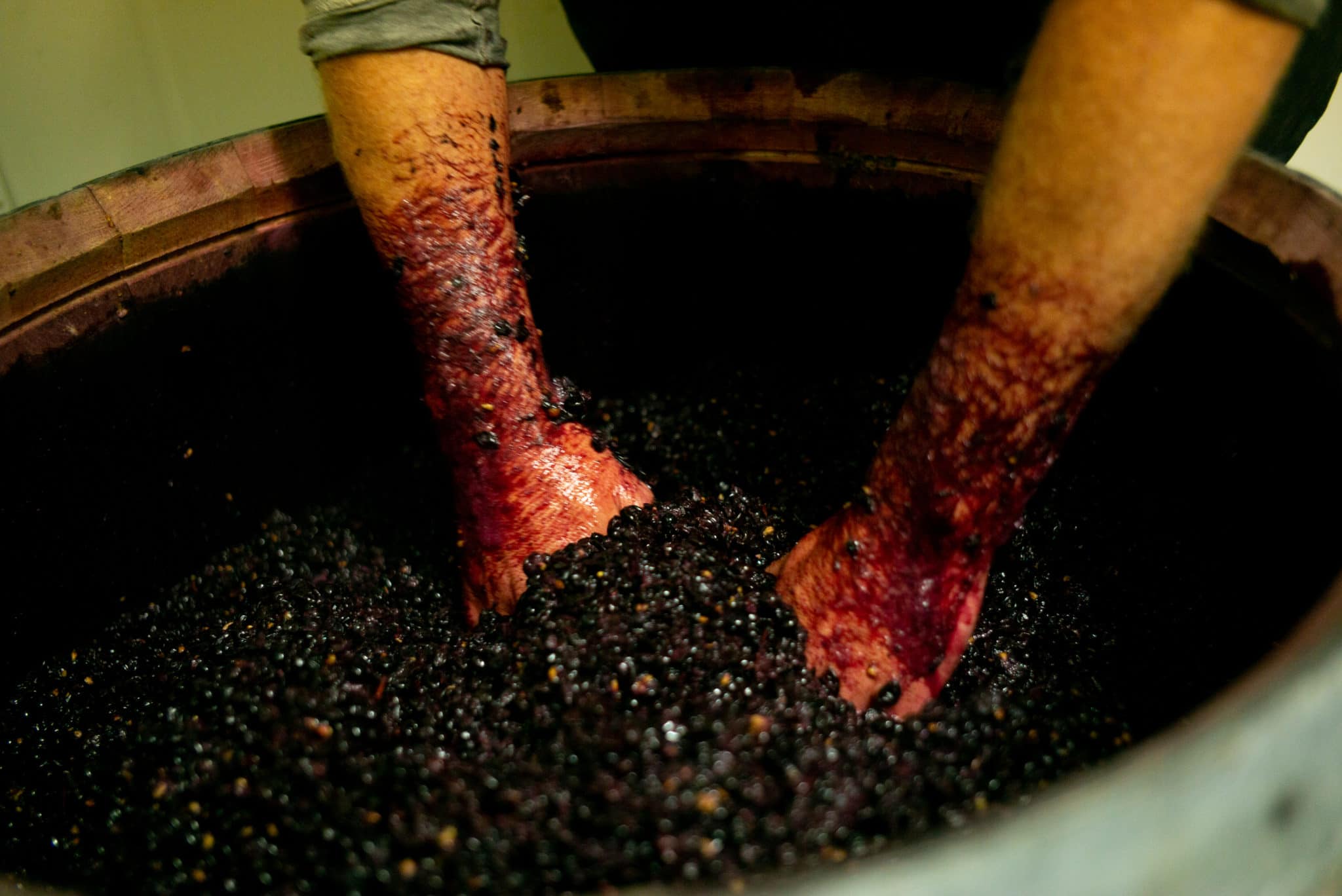 Mixing red grapes by hand 