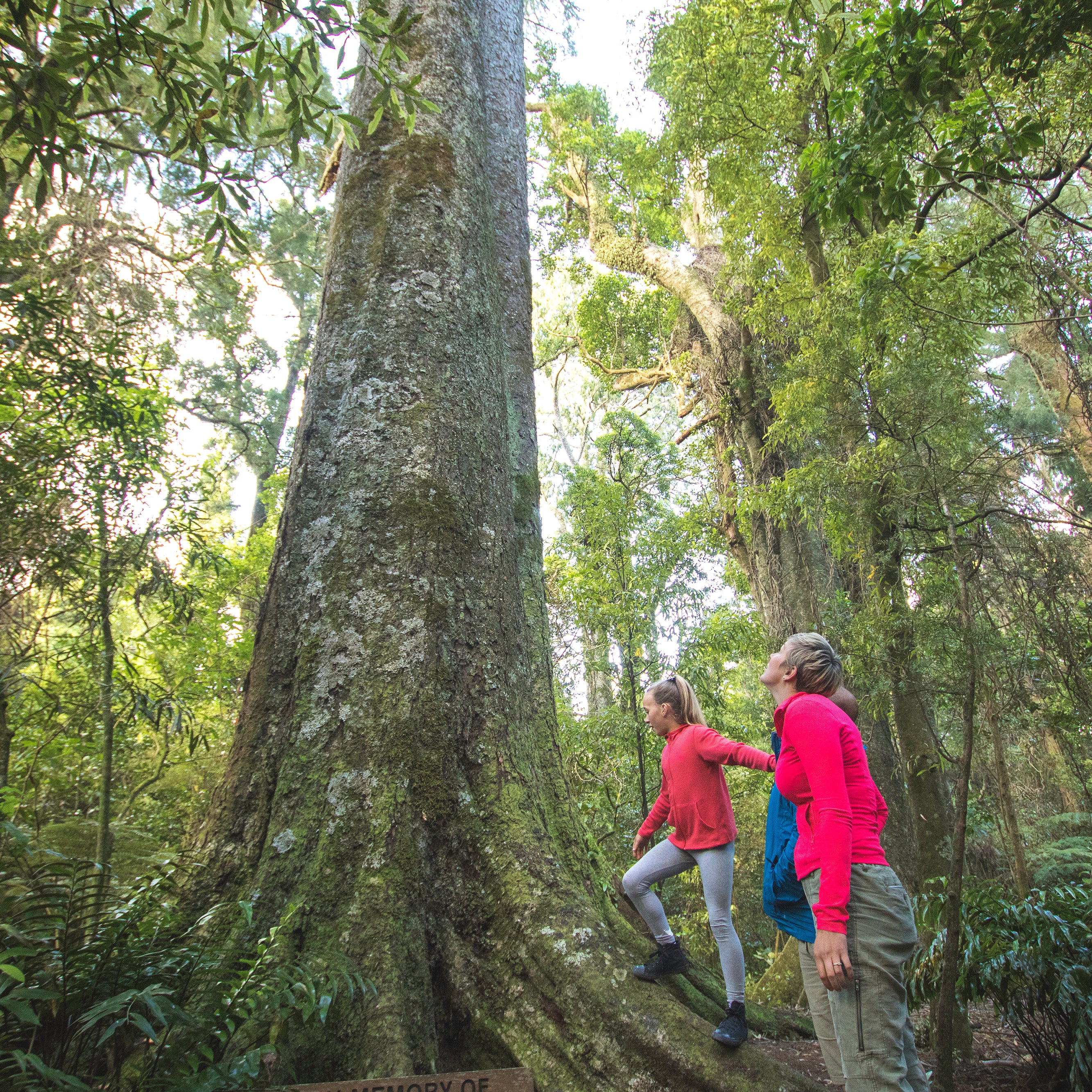 Family looking up at tall tree 