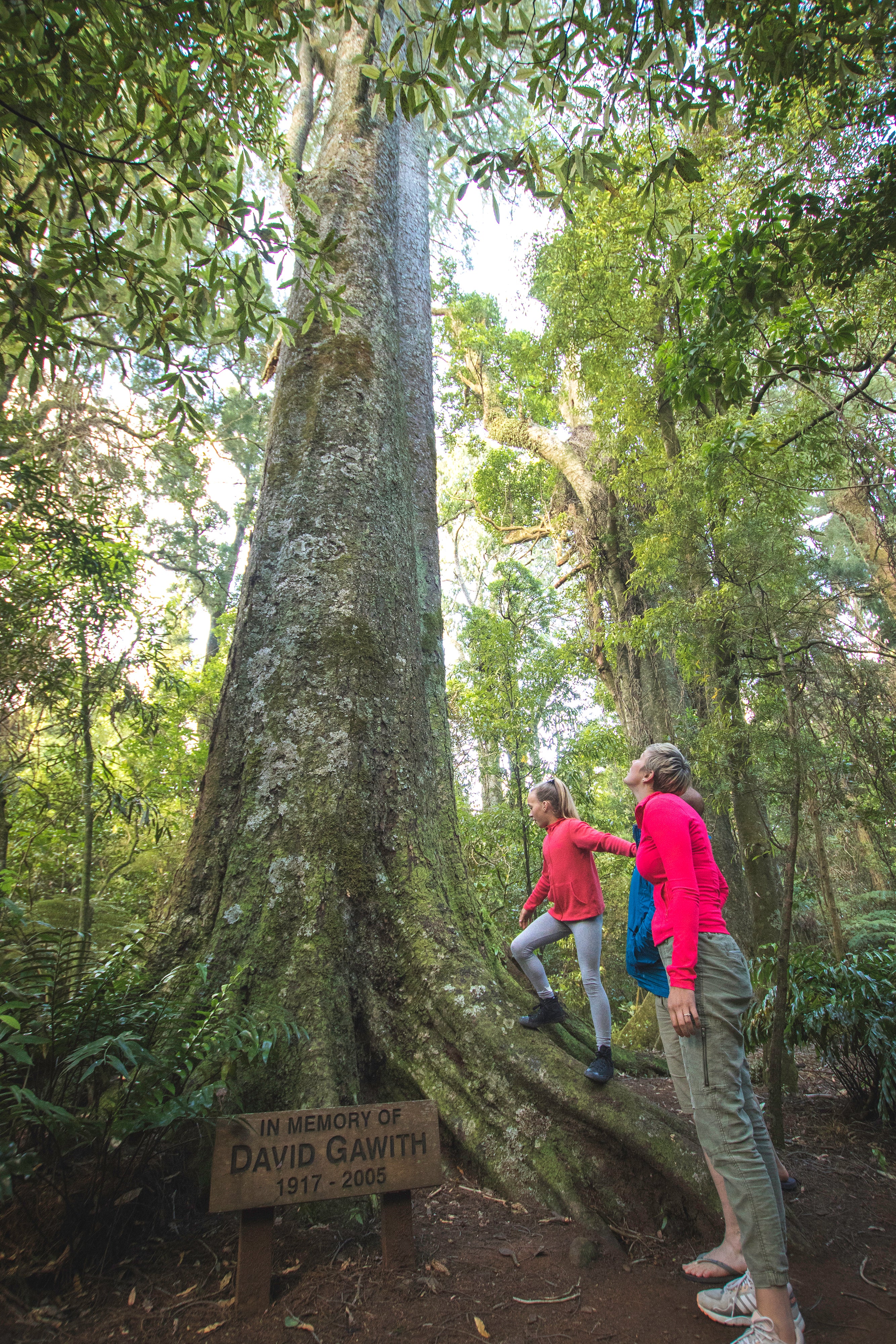 Family looking up at tall tree 