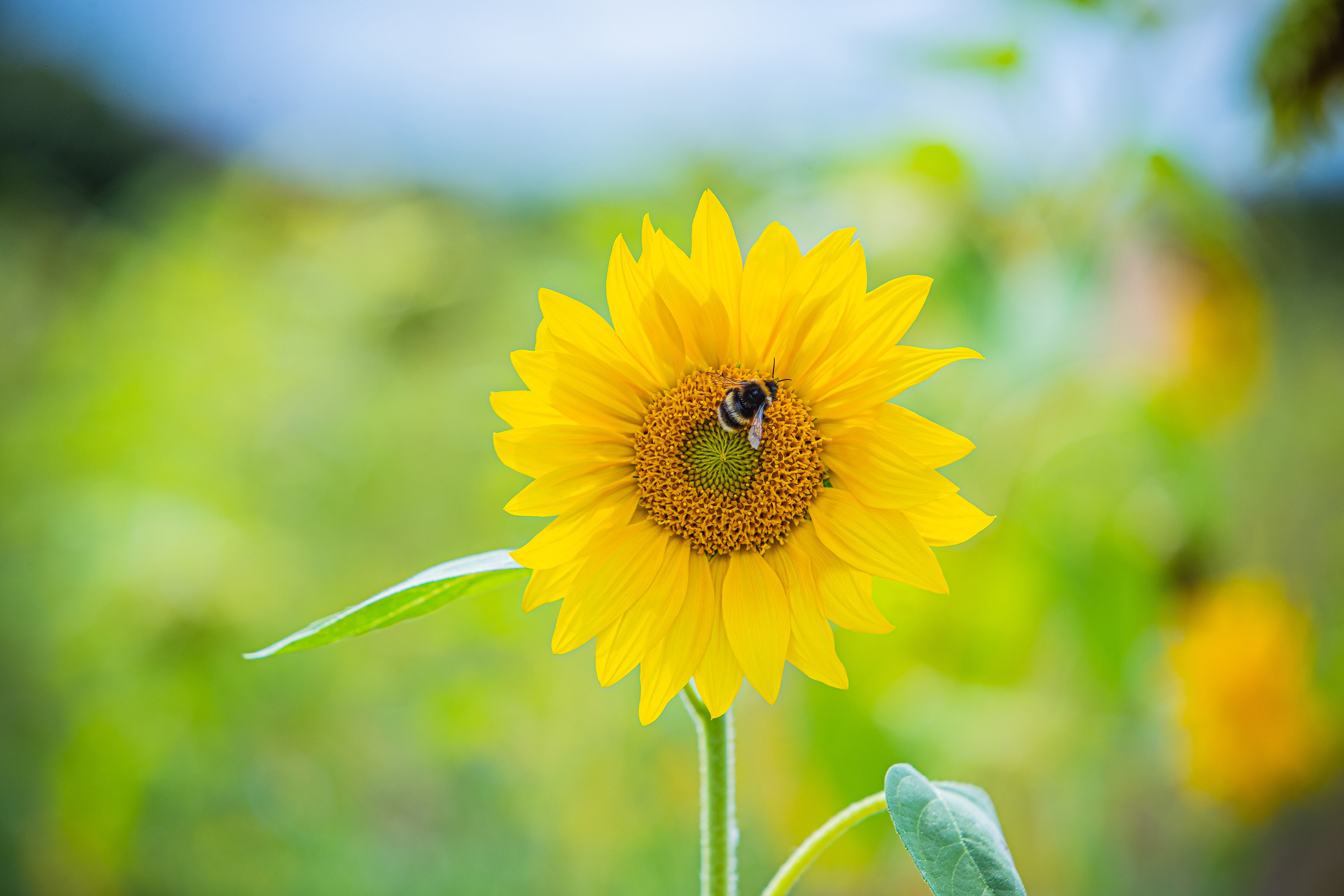 Bee pollinating sunflower 