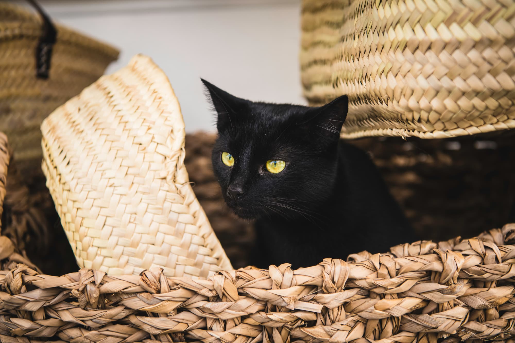 Cat sitting in basket