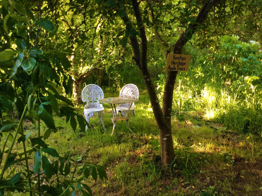 Grove of heritage apple trees in the Food Forest