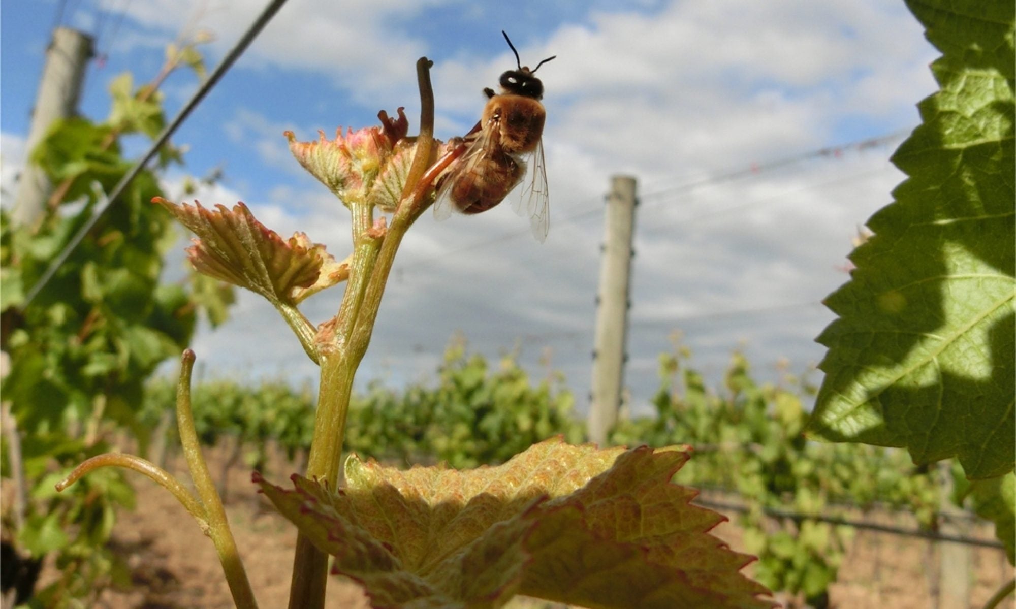 Close up of bee on grape vine 