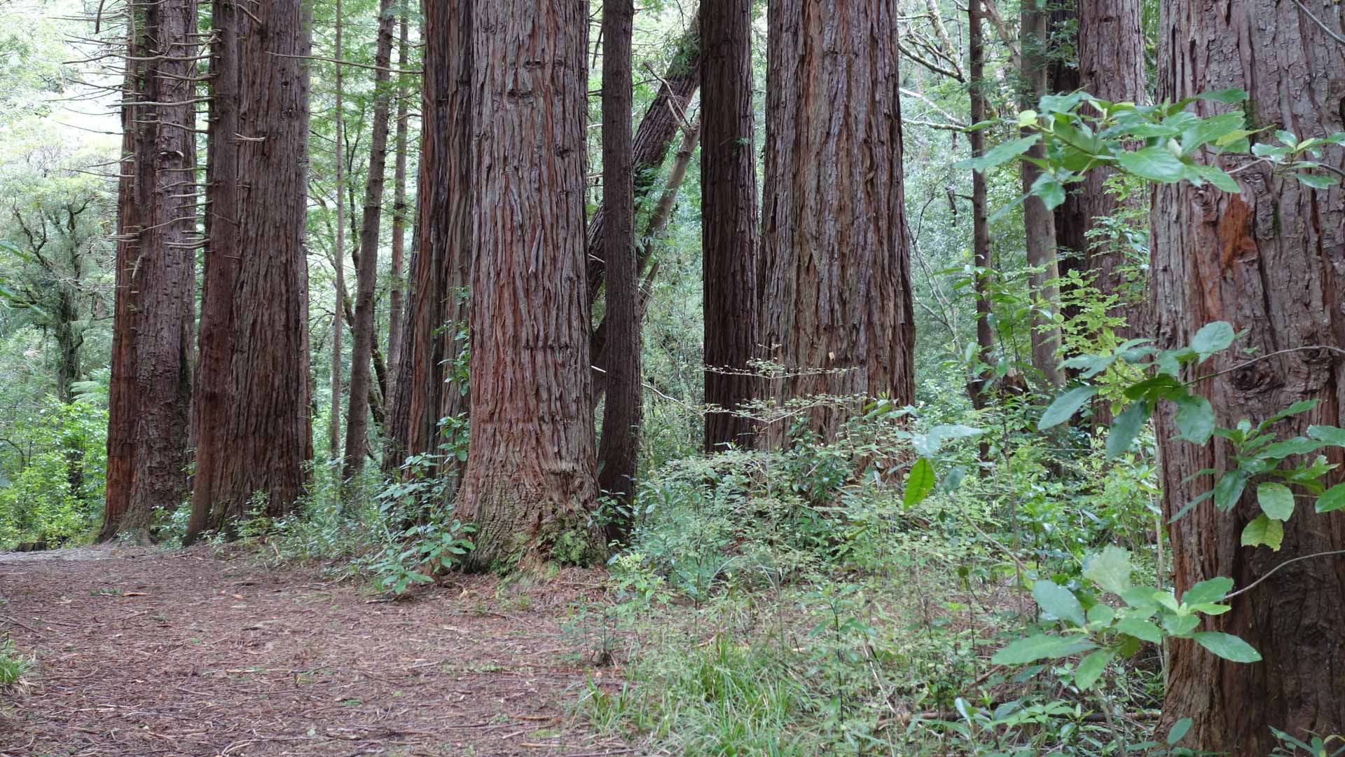 Grove of Redwood trees 