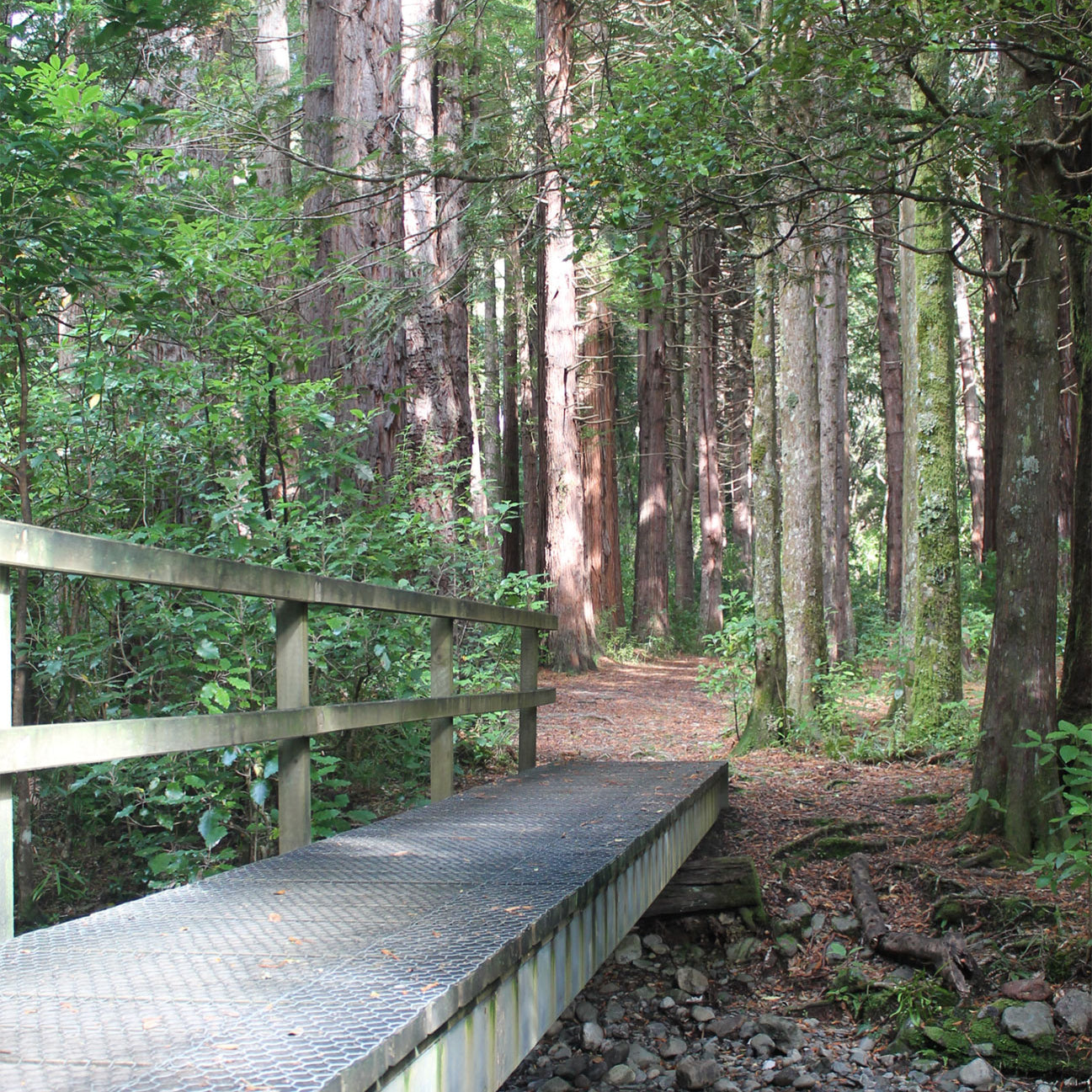 Redwood trees along the track 