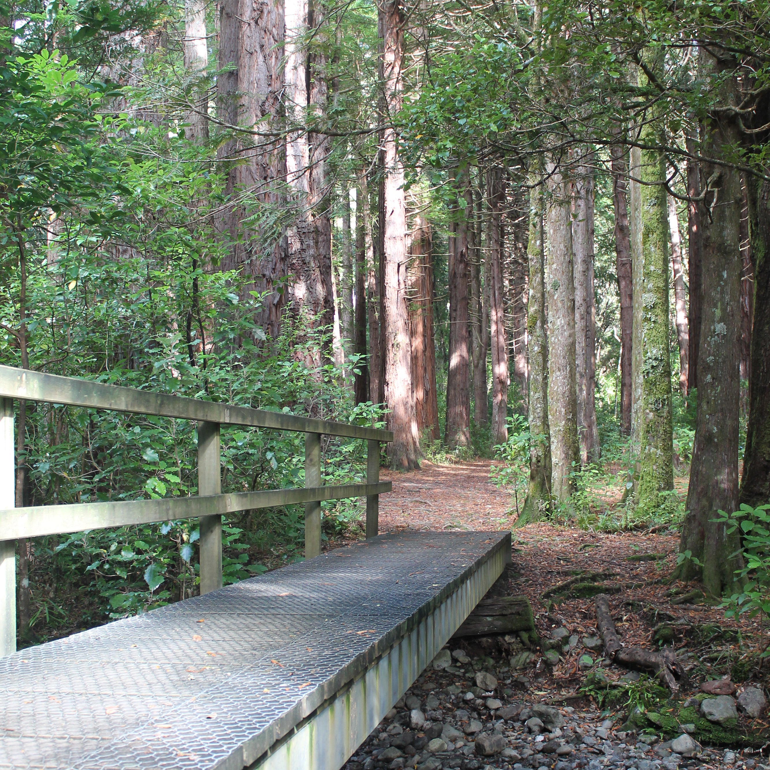 Redwood trees along the track 