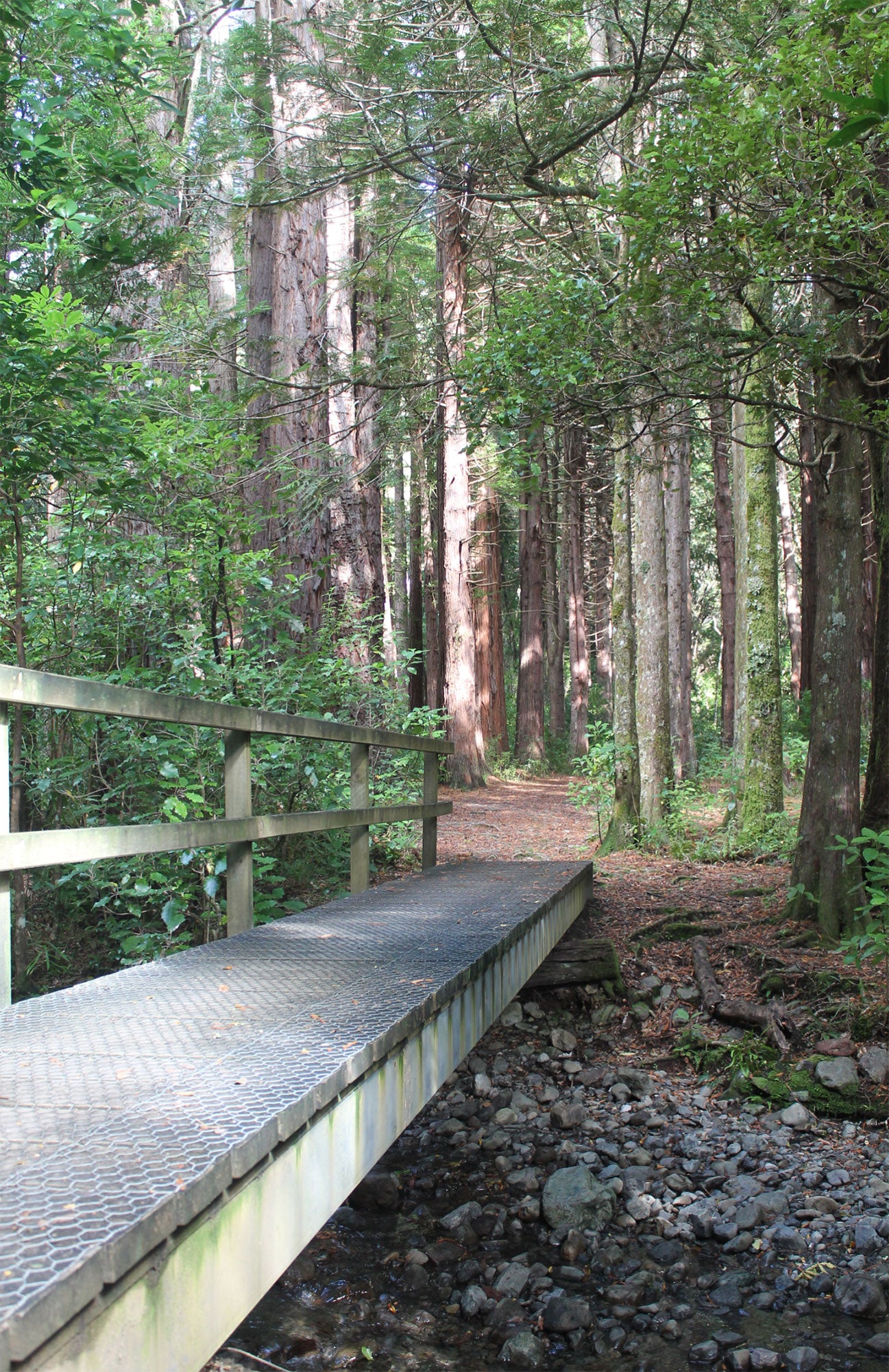 Redwood trees along the track 