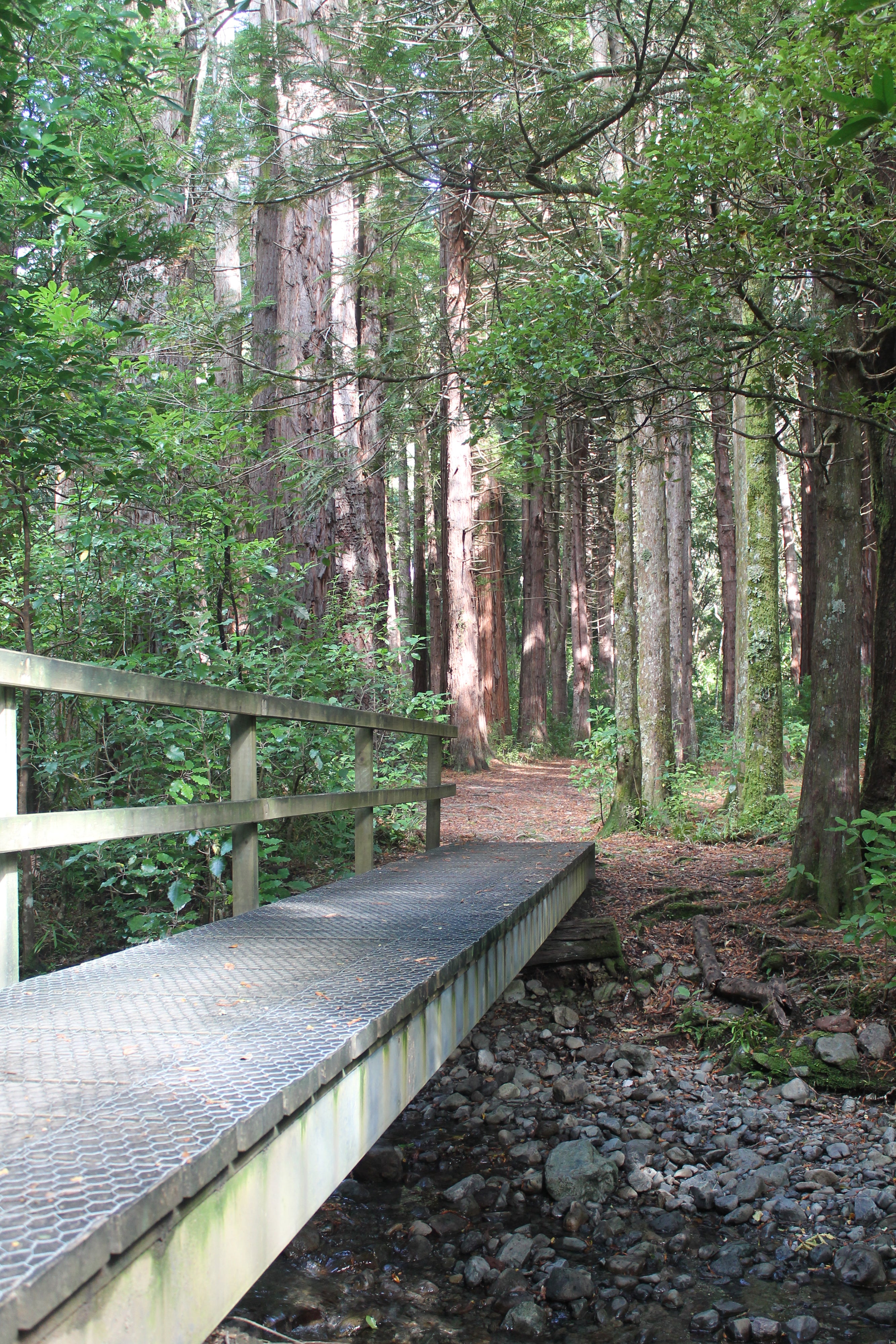 Redwood trees along the track 