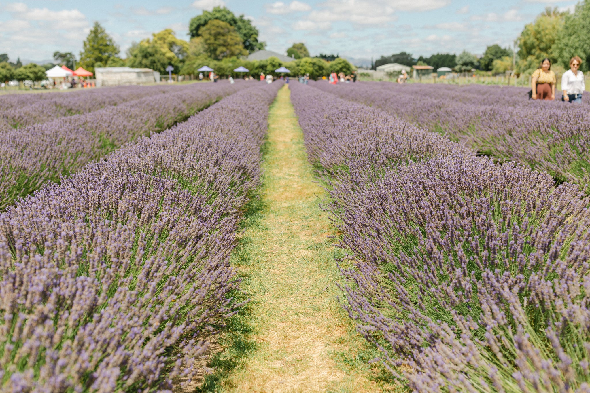 Rows of flowering lavender 