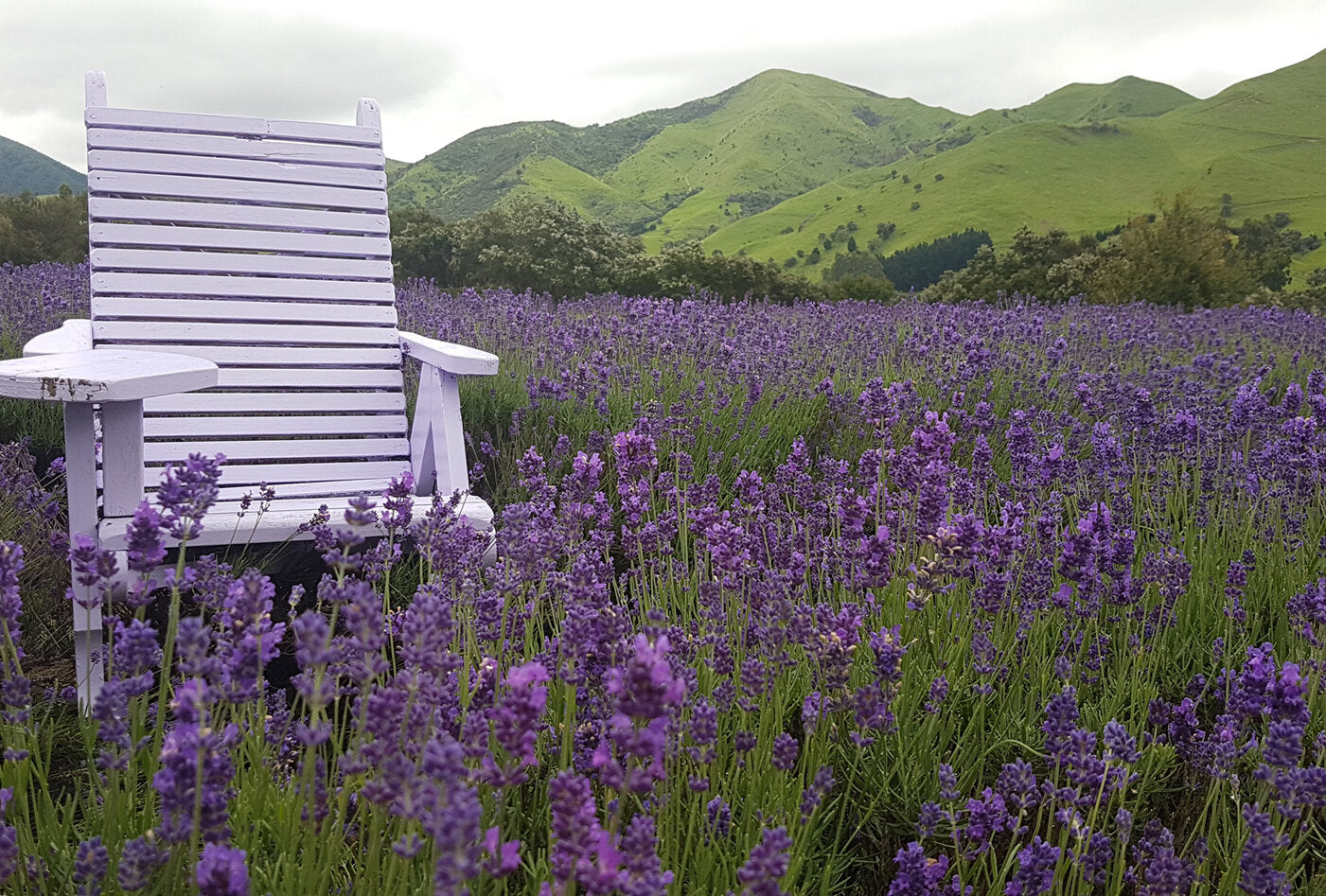 Deck chair in a field of flowering lavender 