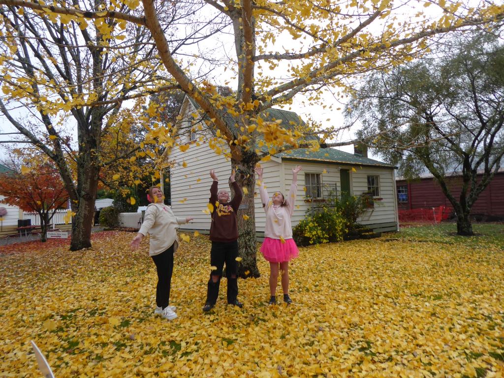 Autumn in Cobblestones Gardens.