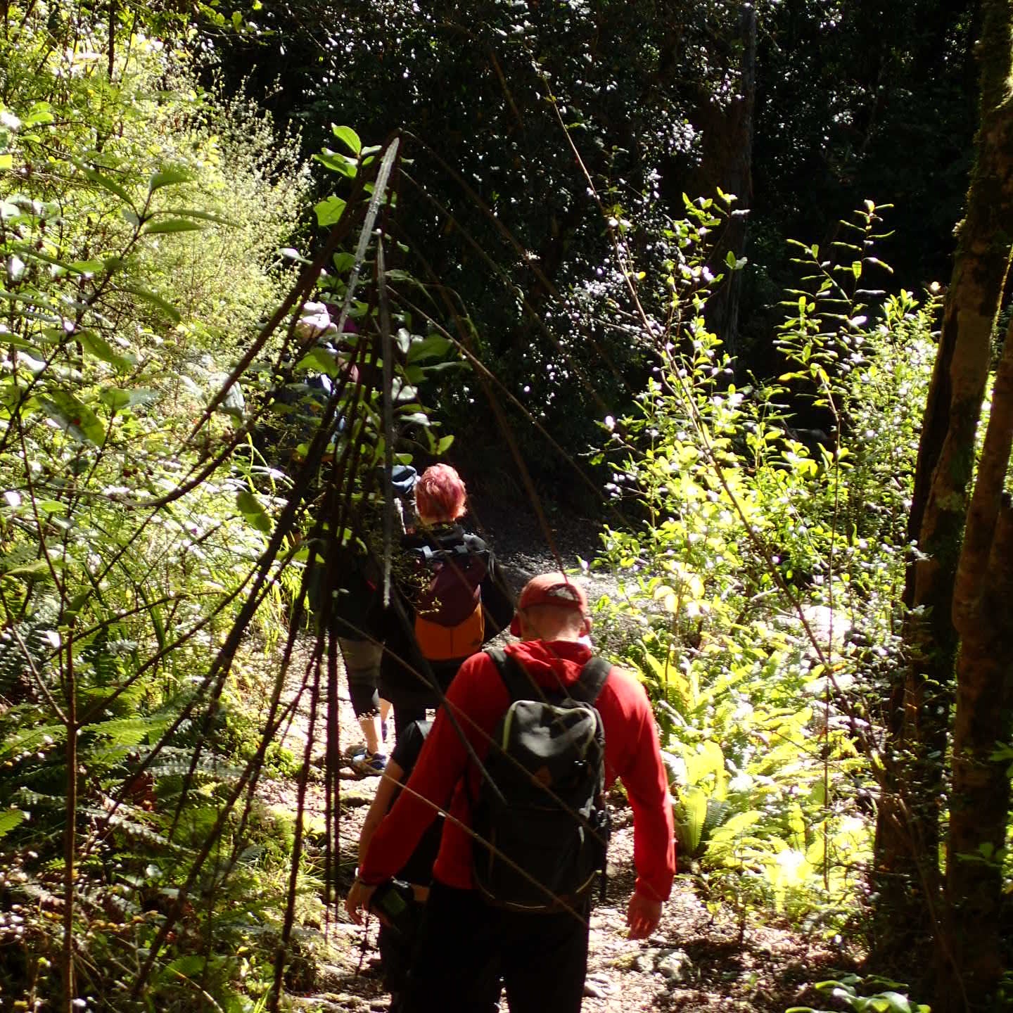 Group of people walking through native bush 