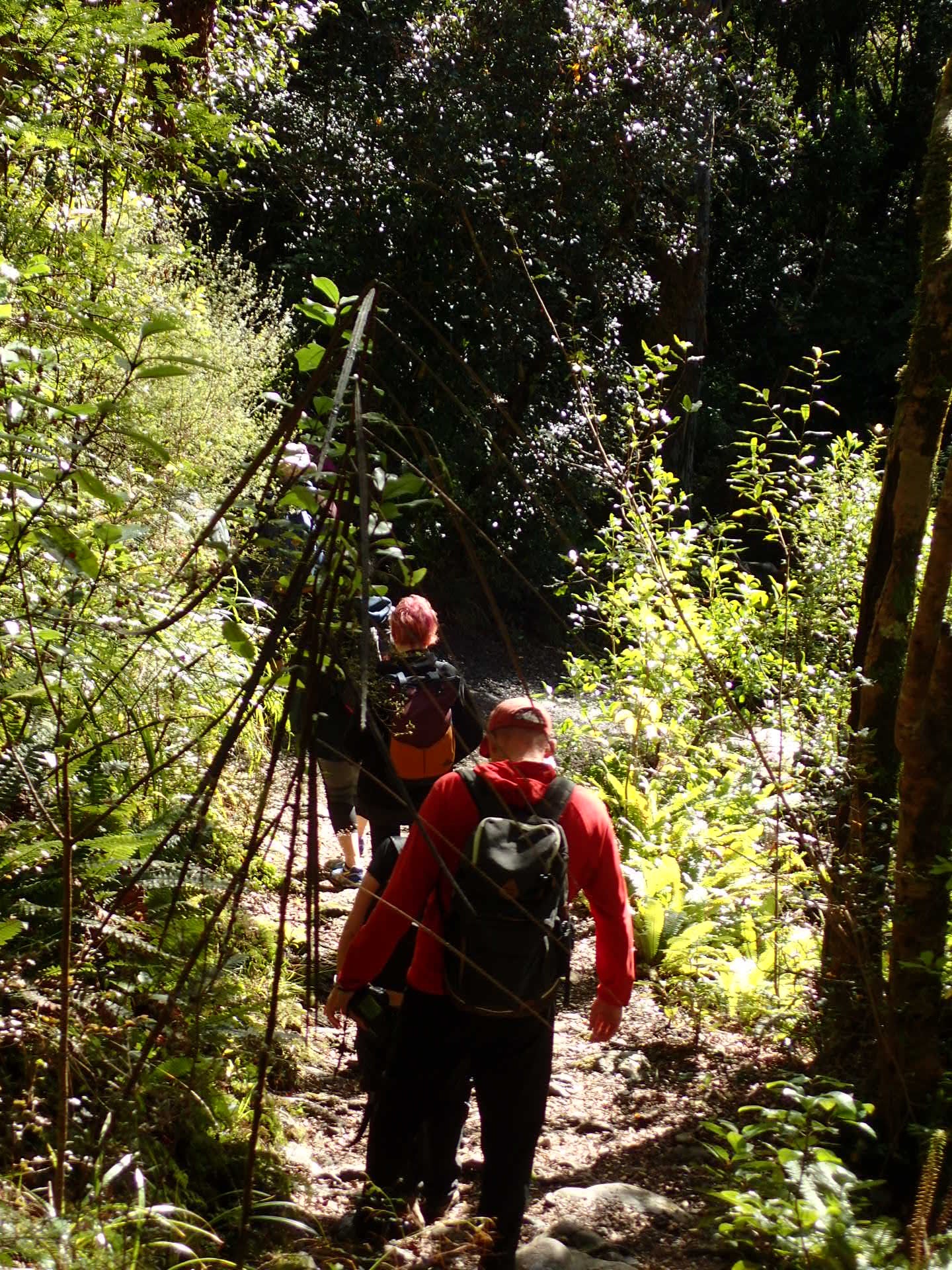 Group of people walking through native bush 