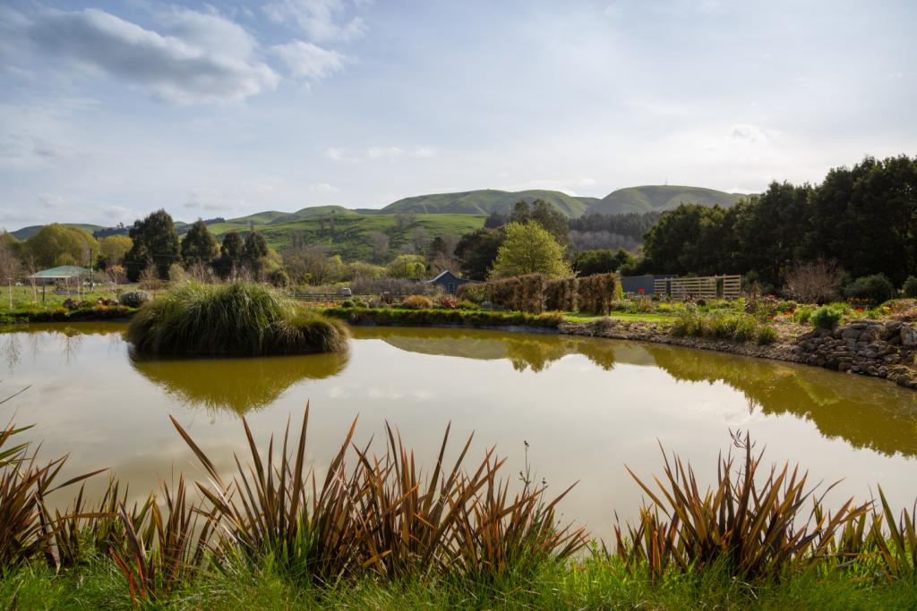 Our large pond/mere with island, looking back towards the cottage at Longbush Cottage.