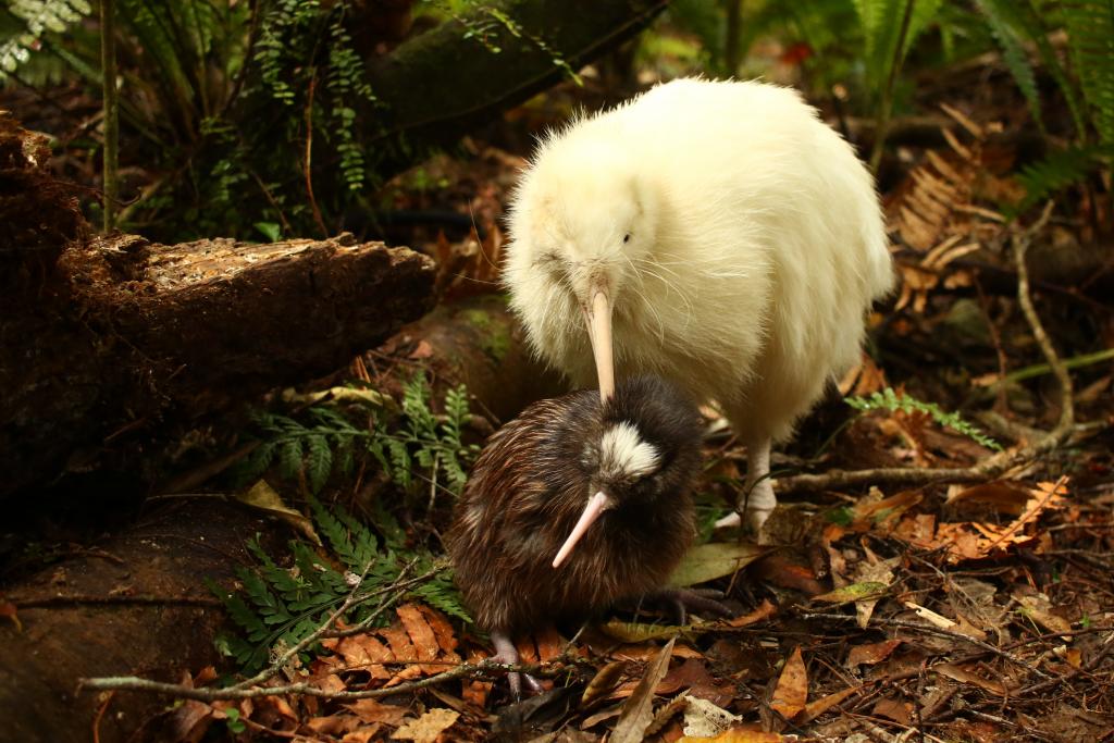 Mapuna and his Chick