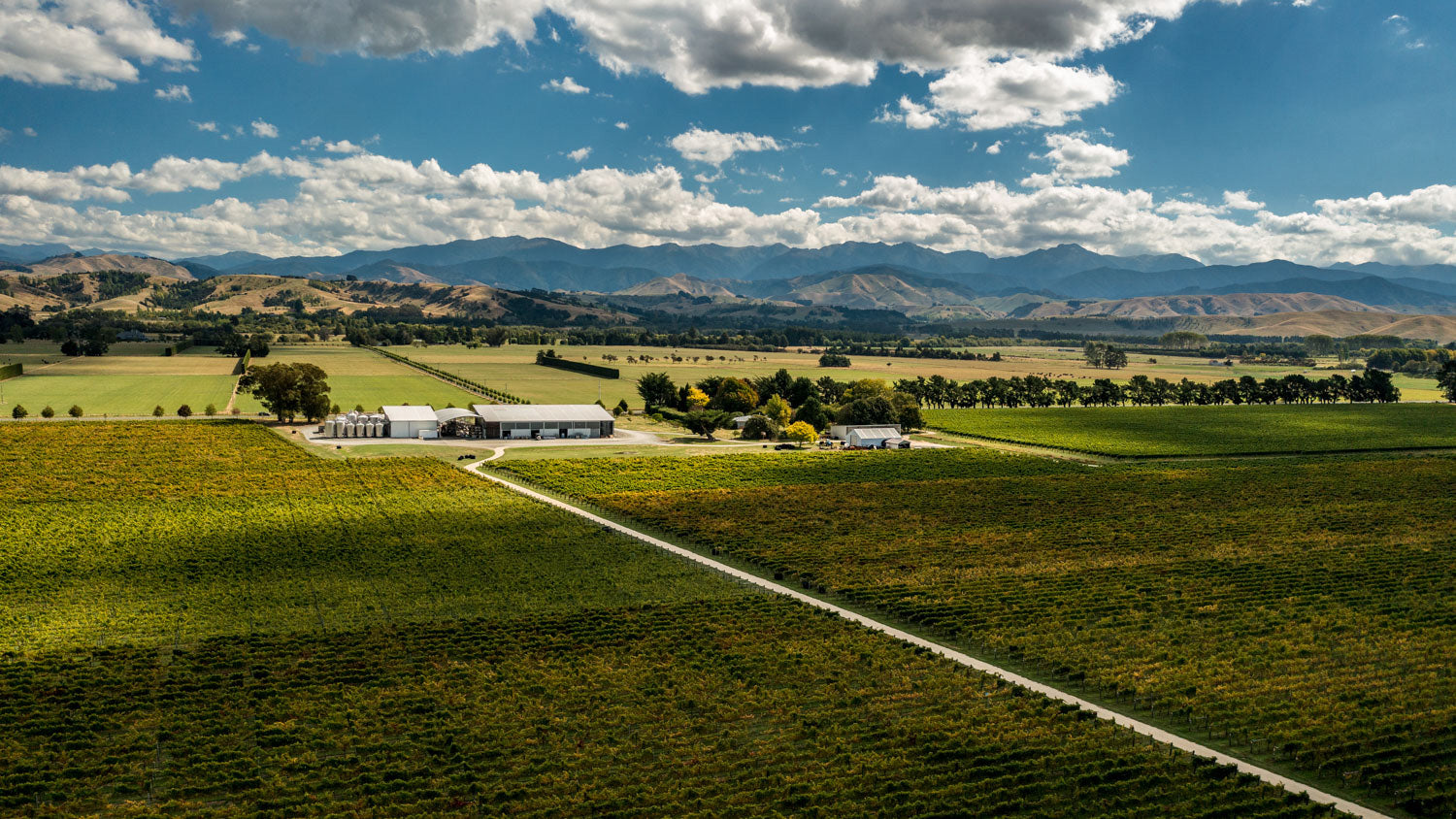 Aerial view of vineyard