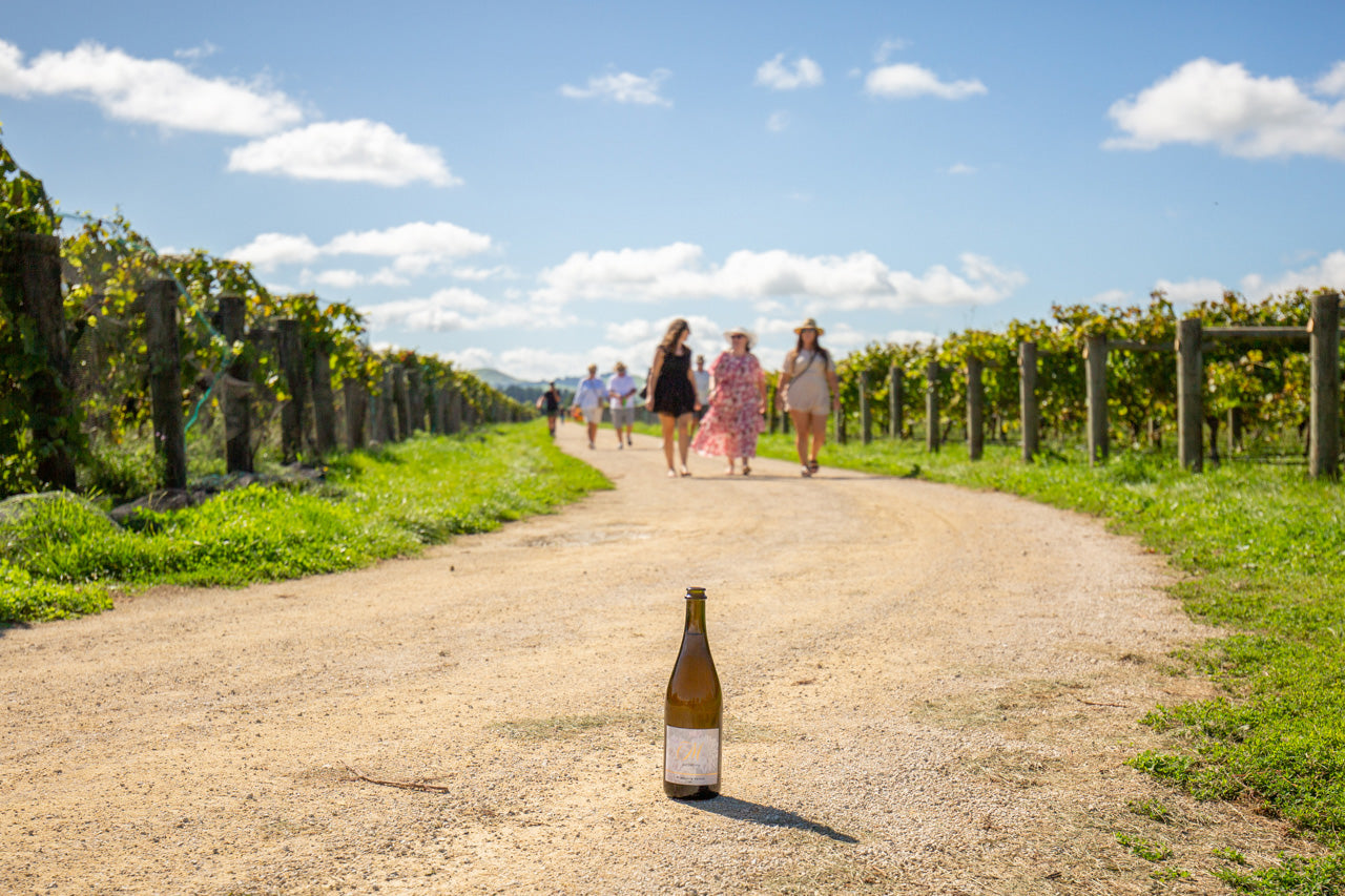 Bottle of wine in vineyard