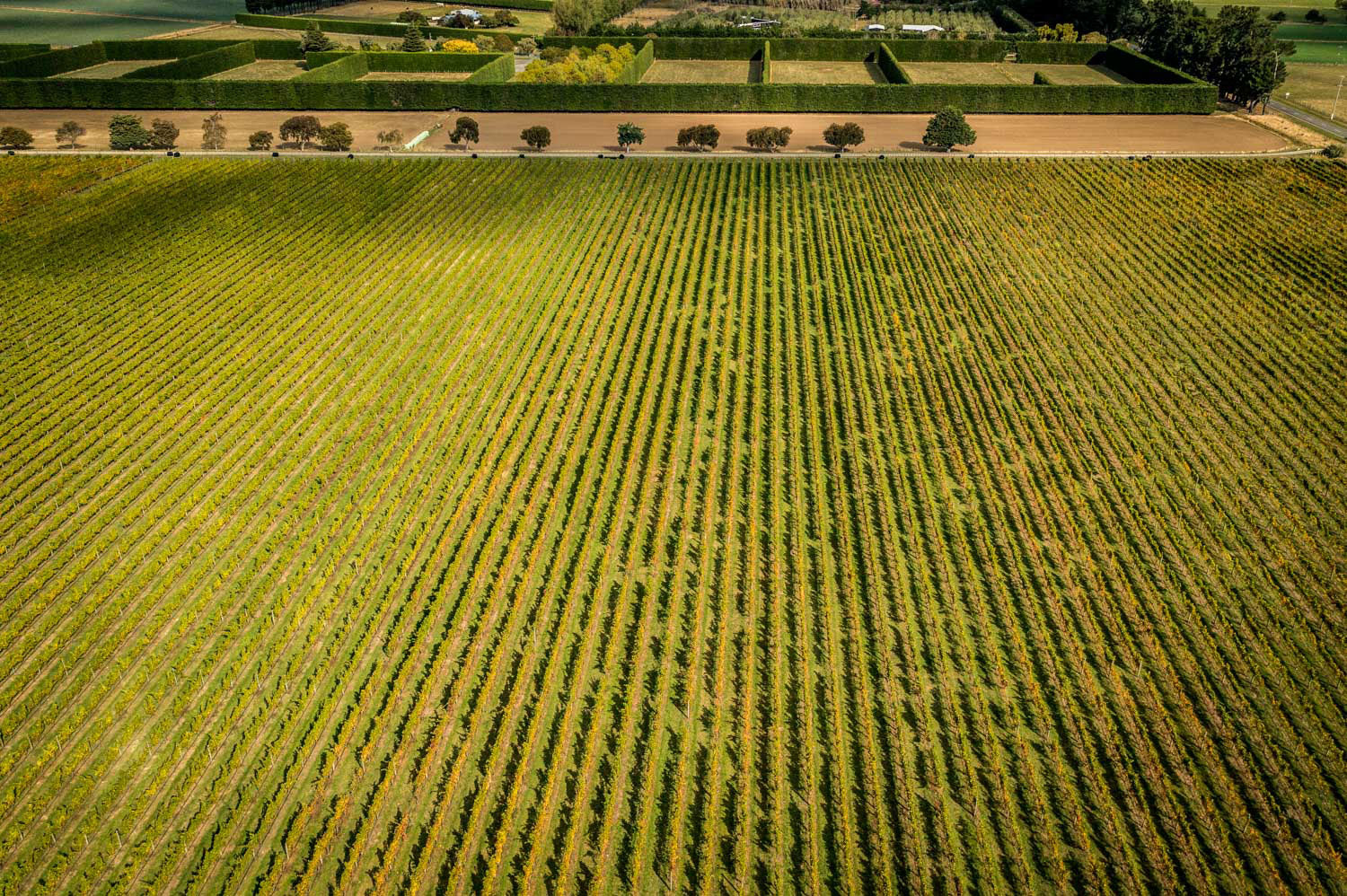 Many rows of vines