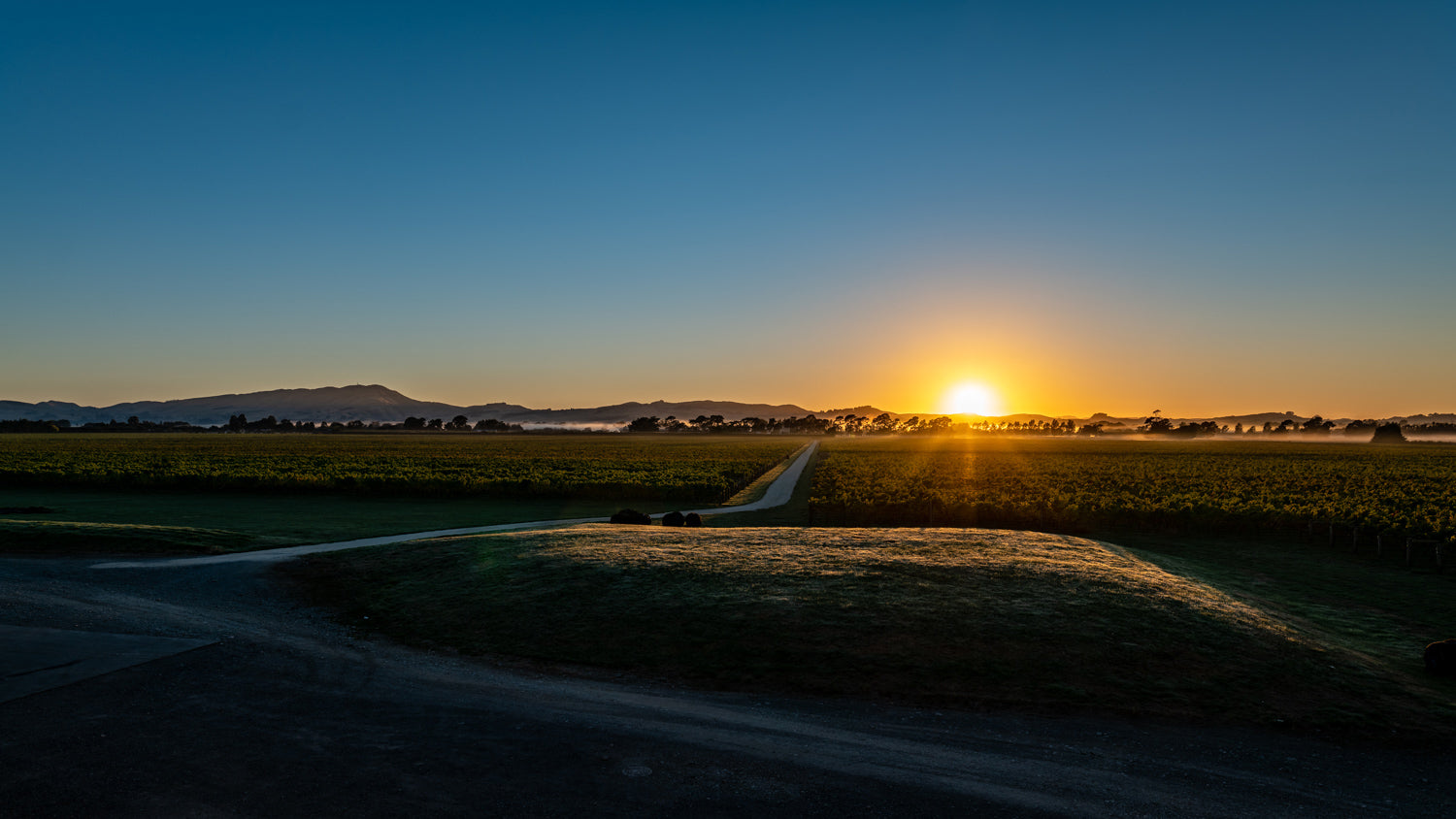 Sunset over the vineyard