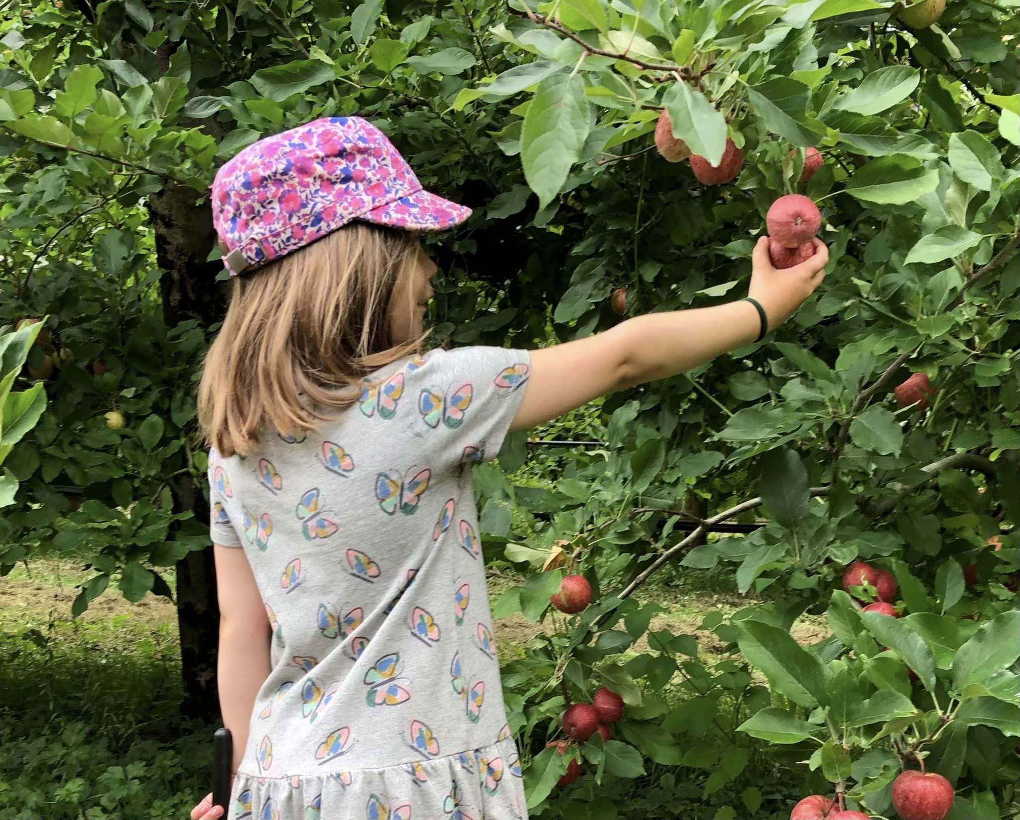 Girl picking apple 