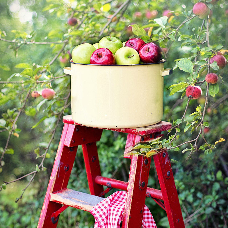 Basket of apples on a ladder 