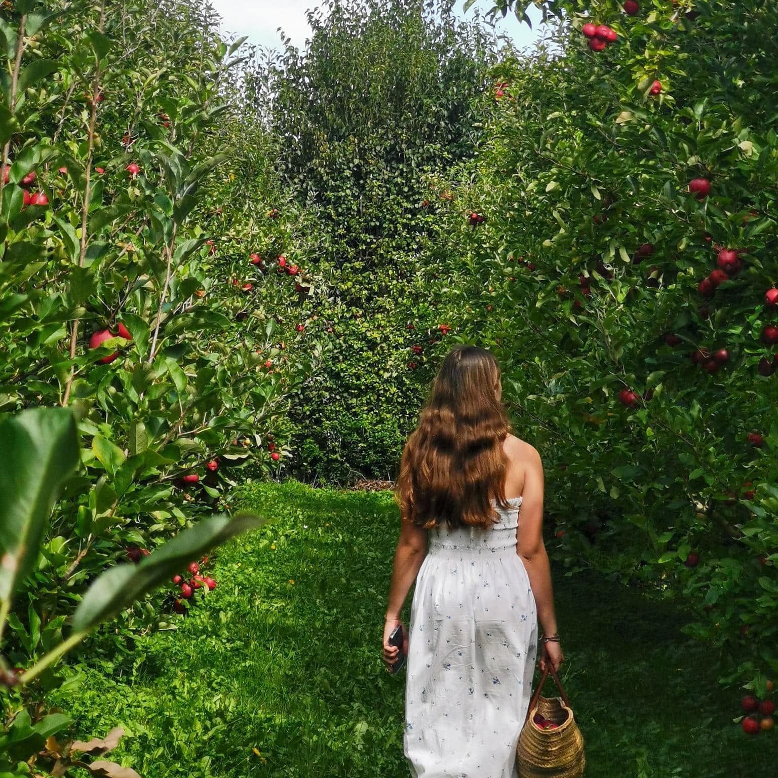 Lady walking through orchard with basket of apples 