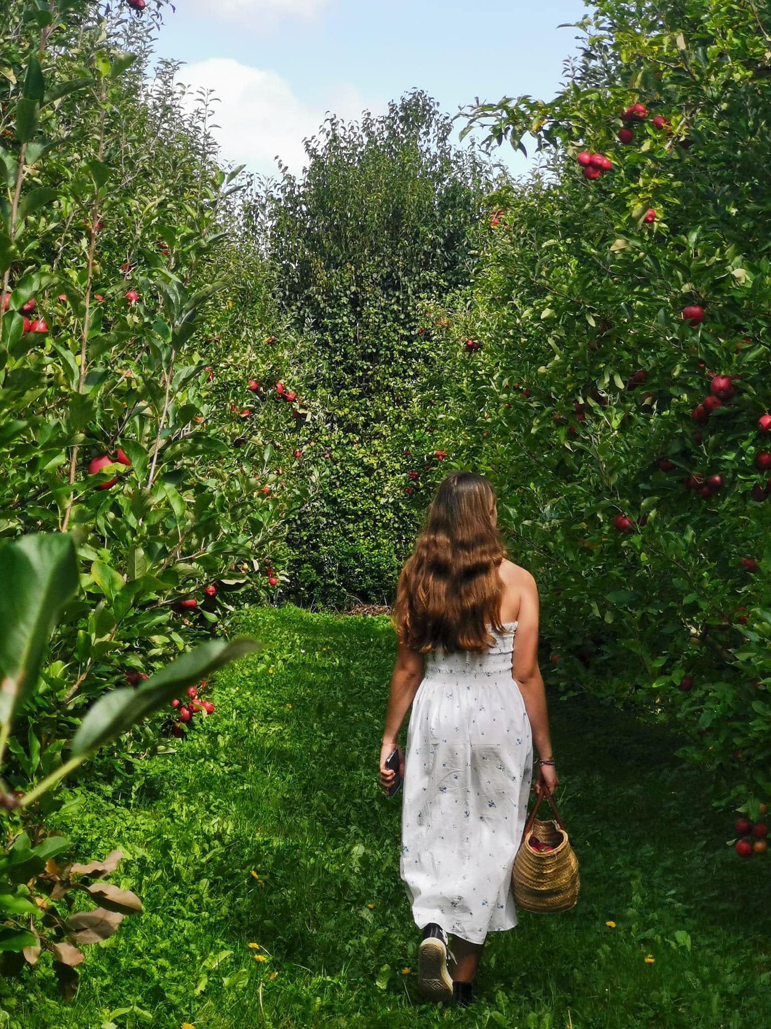 Lady walking through orchard with basket of apples 