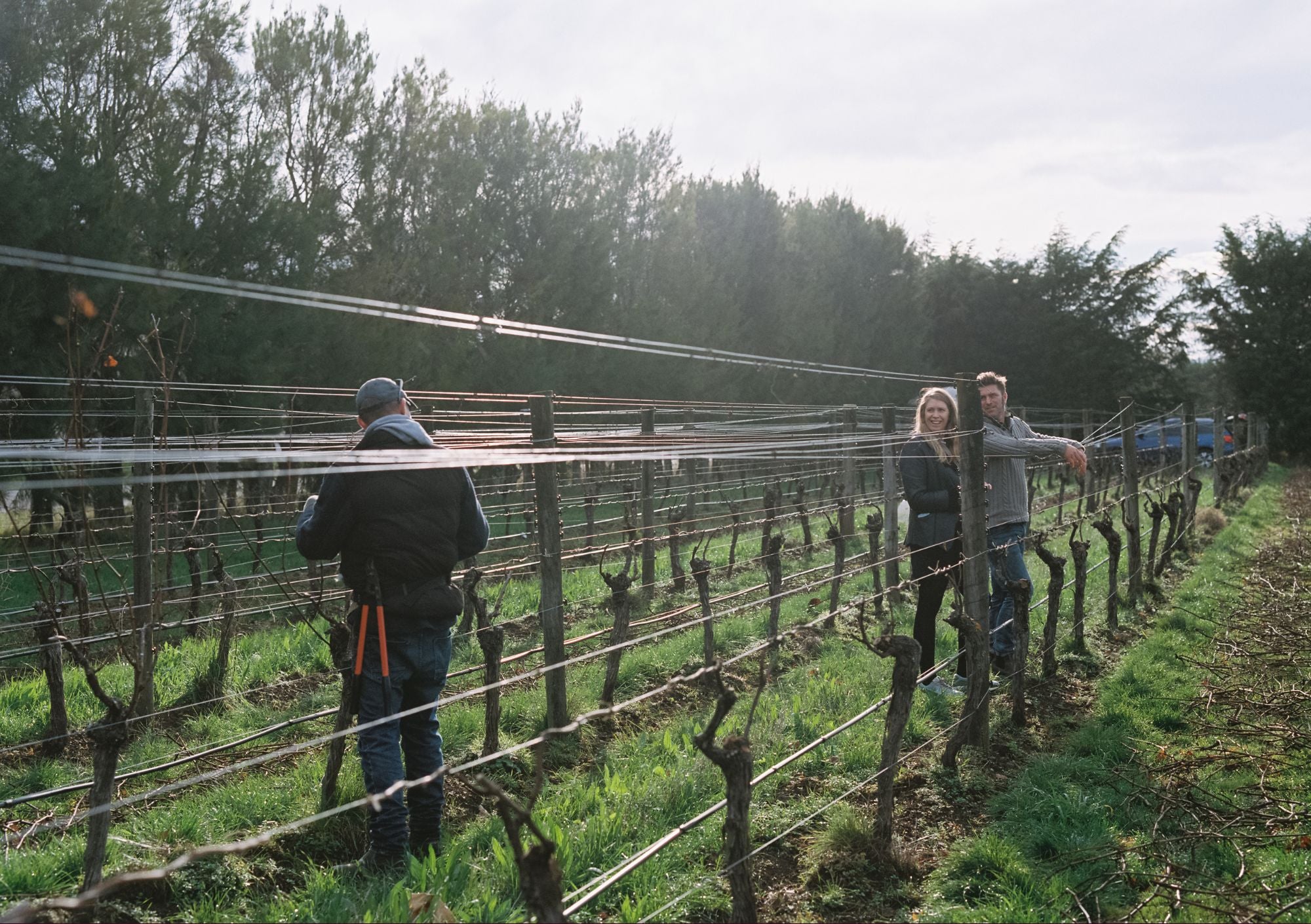 People pruning the vines