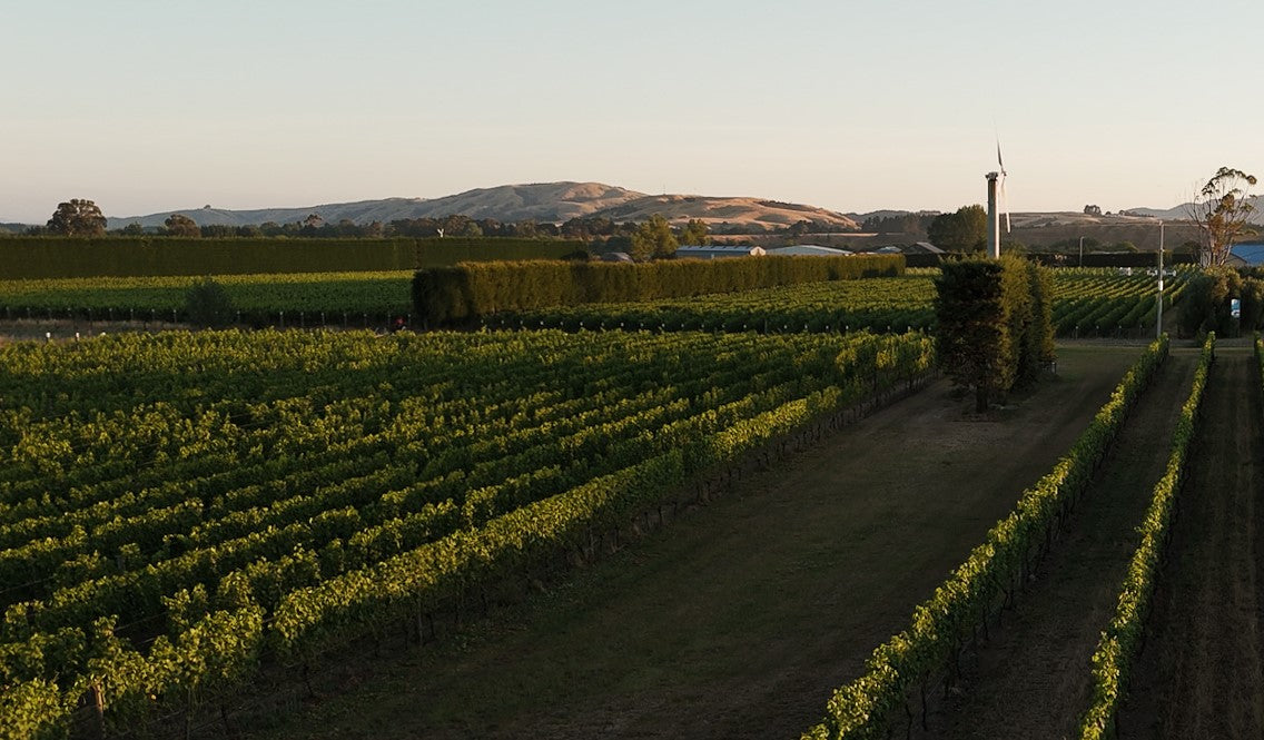 overhead view of vines