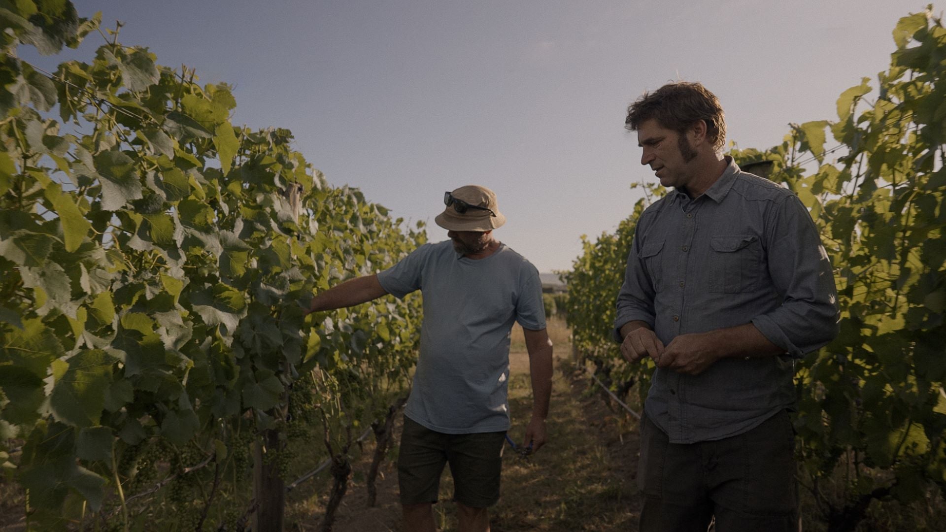 Checking the vines