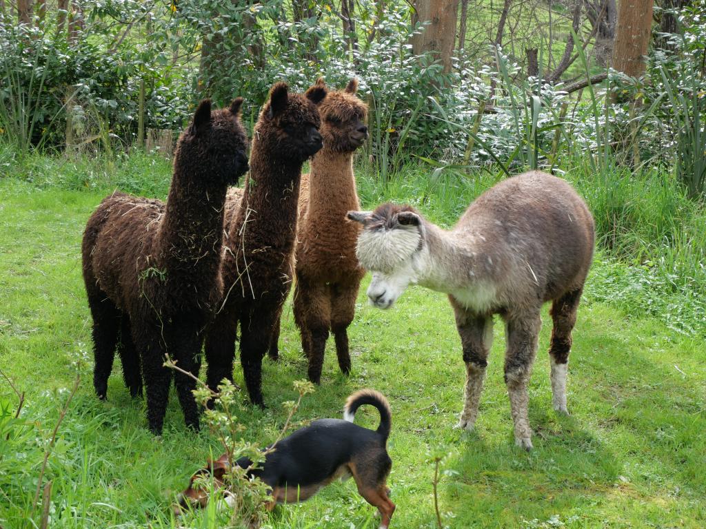 Meet the friendly alpacas and feed them by hand