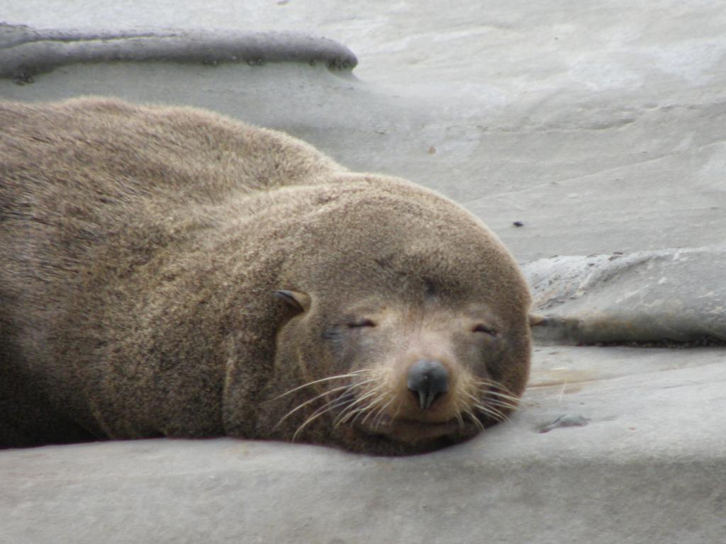 A very relaxed Fur Seal at the Cape Palliser seal colony.